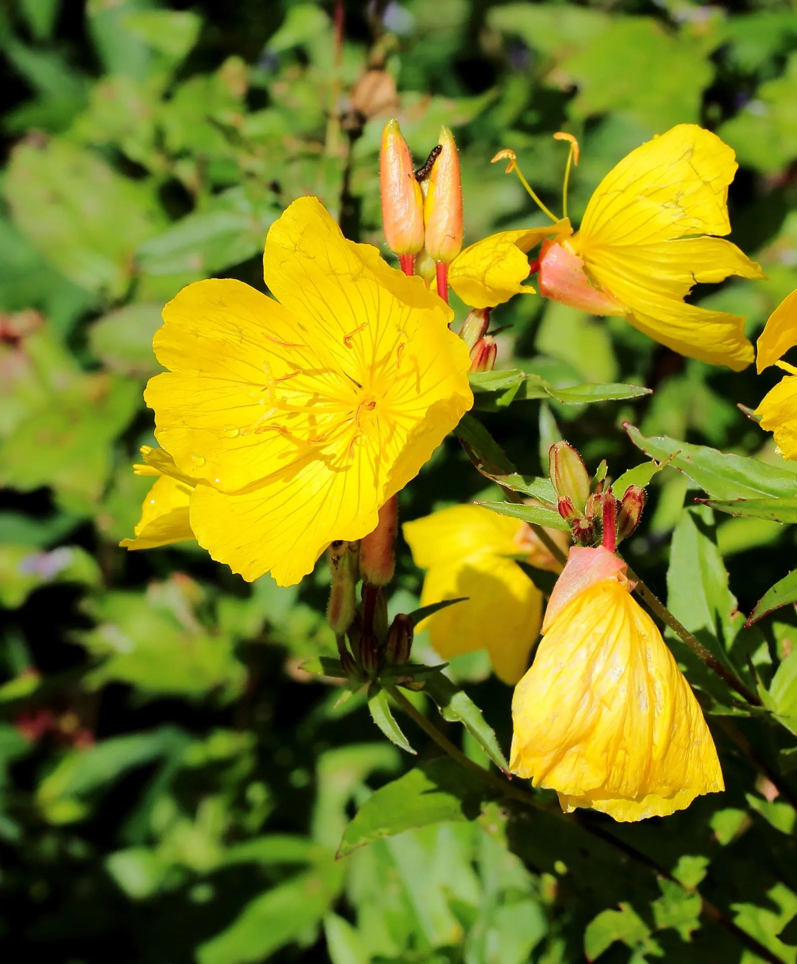 Sundrops (Oenothera Fruticosa) — It boasts vibrant, yellow flowers up to 2 inches across, which blossom from late spring to early summer