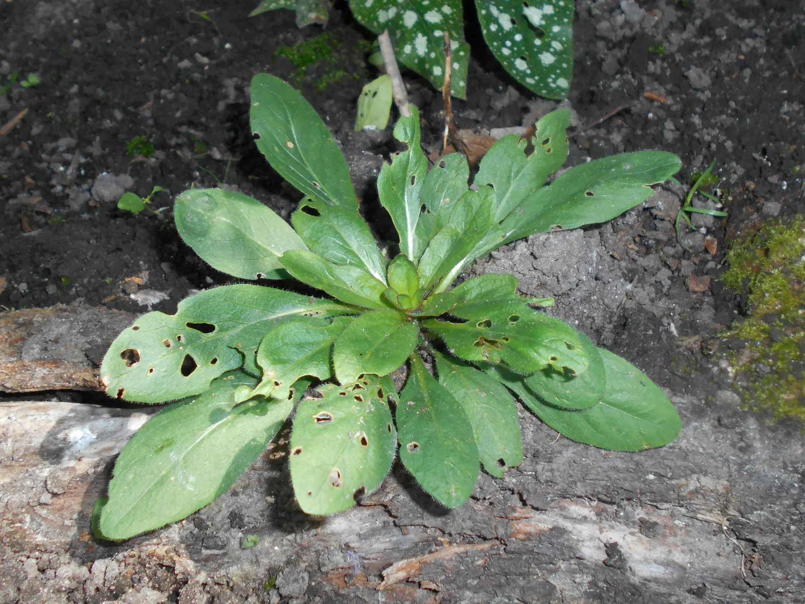 Sundrops (Oenothera Fruticosa) — Oenothera fruticosa, commonly known as Sundrops, is a perennial native to North America