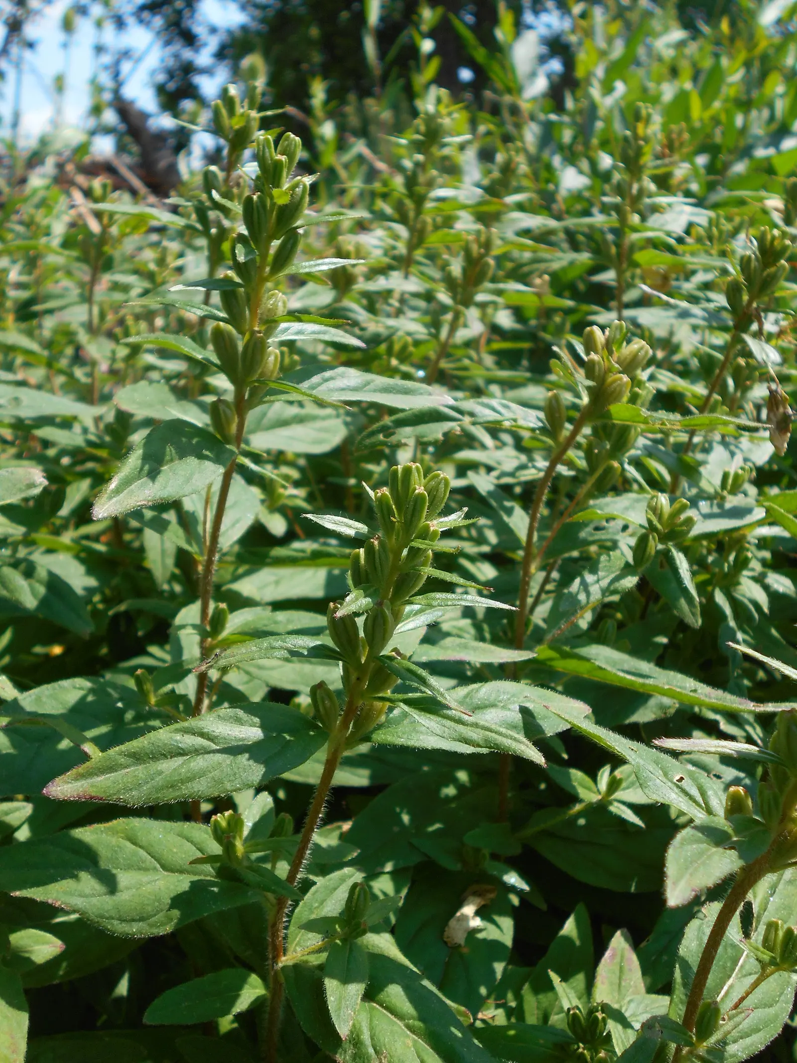 Sundrops (Oenothera Fruticosa) — which spans early summer to early fall; adding dynamic life to your client's garden
