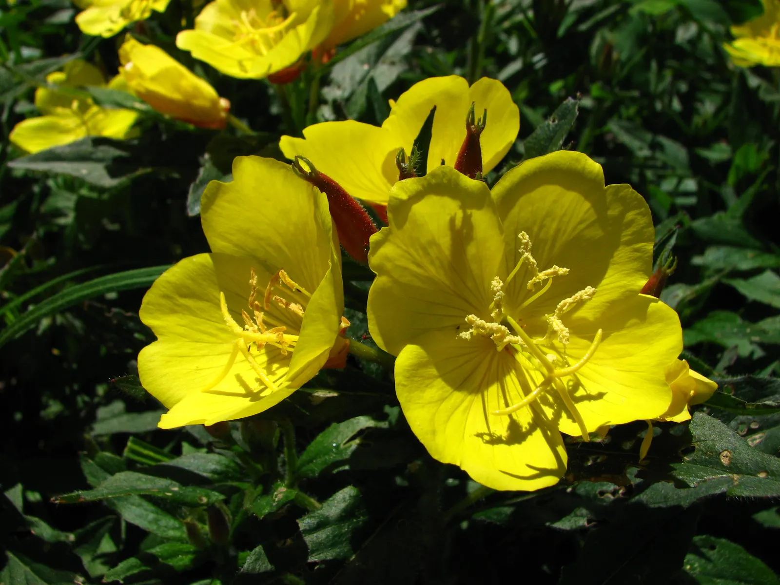 Sundrops (Oenothera Fruticosa) — it's beneficial to know that Sundrops prefer well-drained soil but can tolerate periodic dry spells