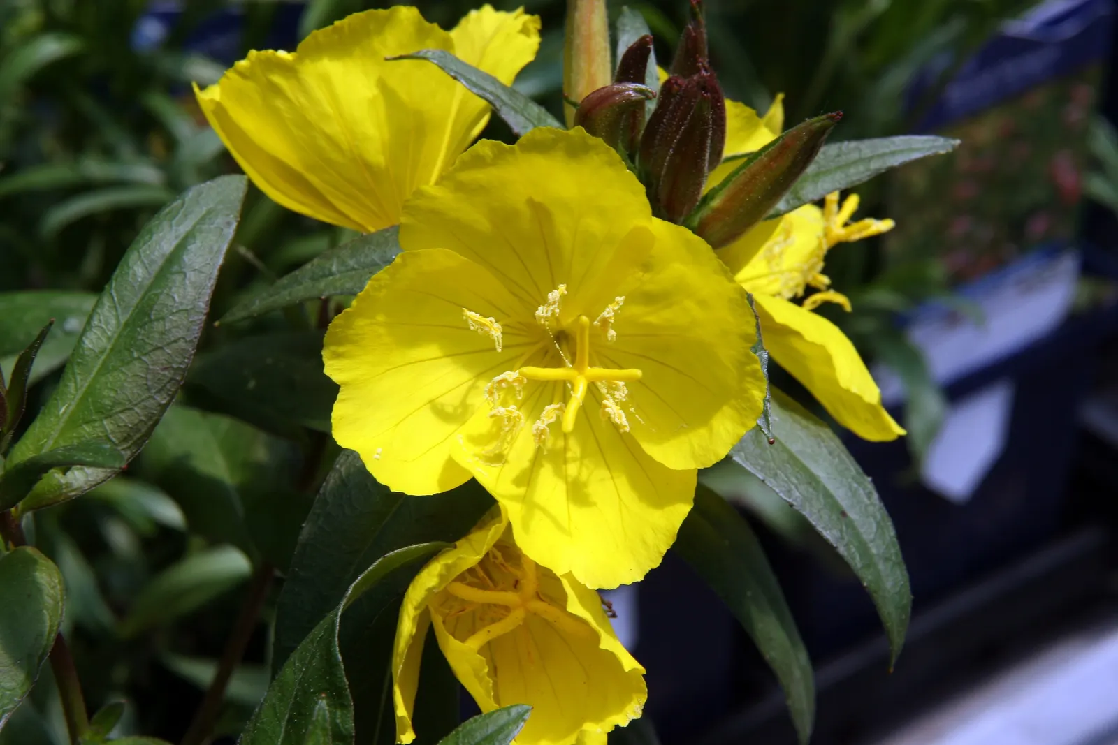 Sundrops (Oenothera Fruticosa) — It boasts vibrant, yellow flowers up to 2 inches across, which blossom from late spring to early summer; its bushy silhouette