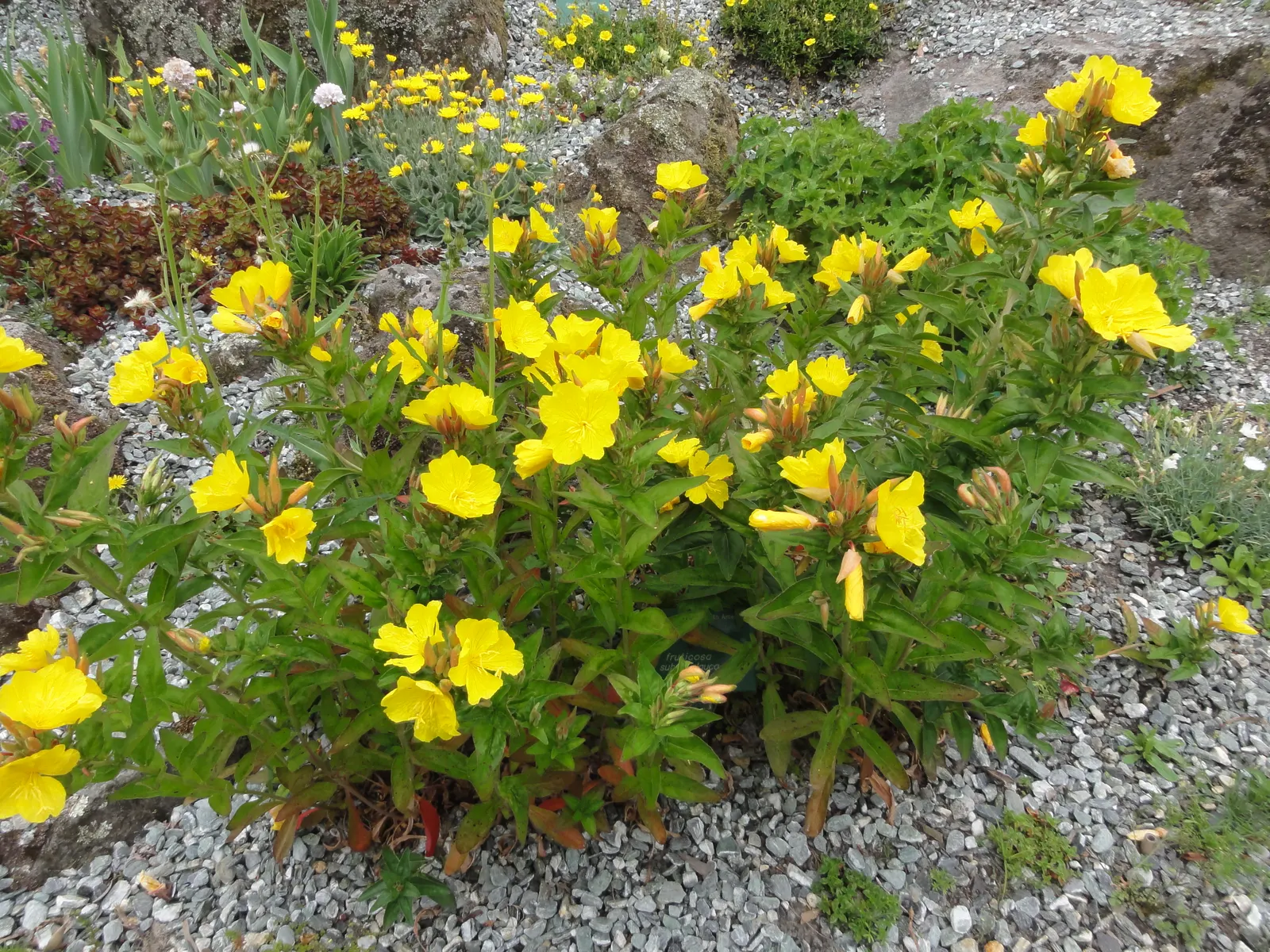 Sundrops (Oenothera Fruticosa) — They are resistant to most pests and diseases, although they can occasionally fall prey to rust or leaf spot; thriving in USDA