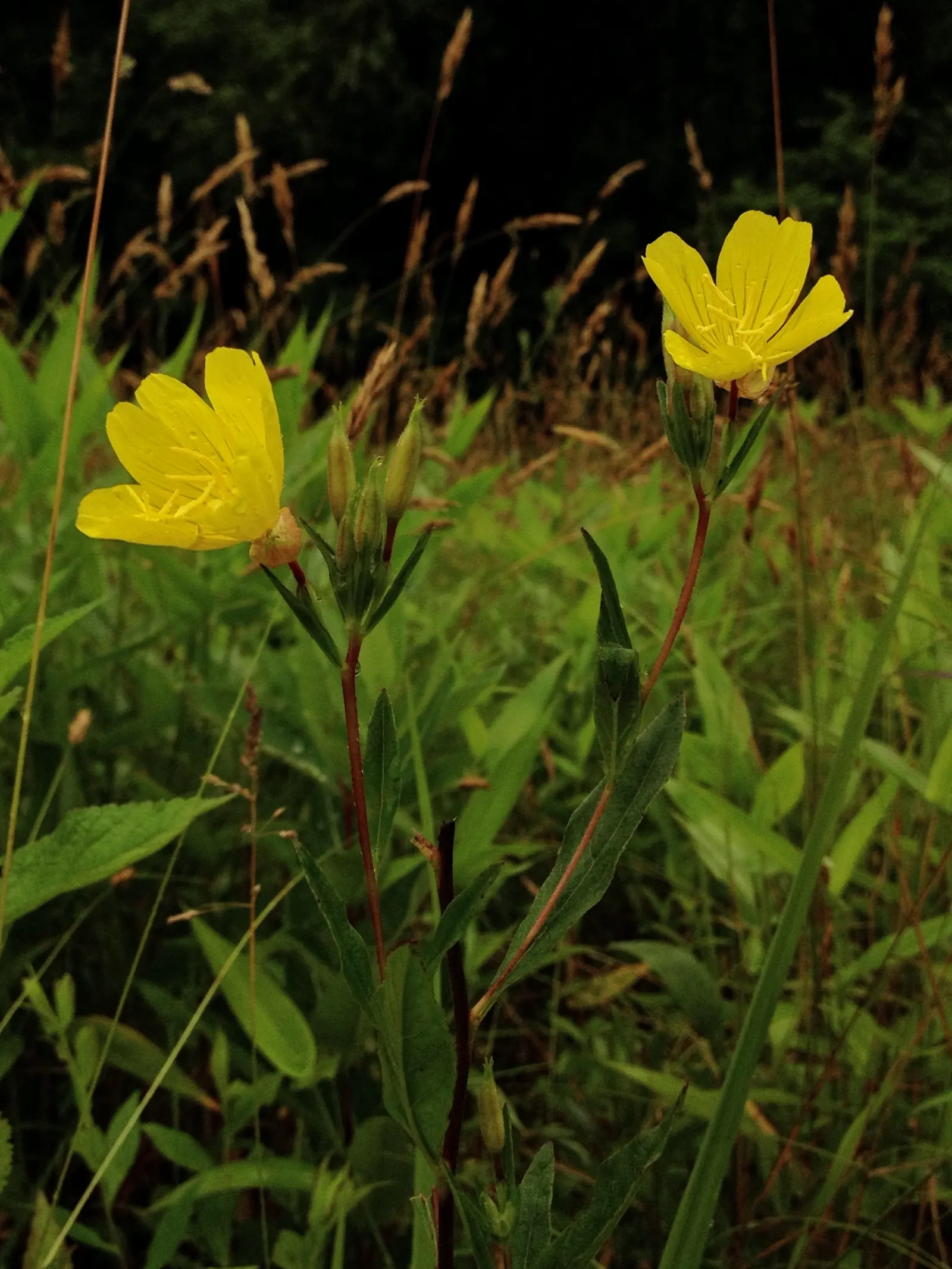 Sundrops (Oenothera Fruticosa) — which offer a verdant backdrop for the vibrant yellow blossoms; ground cover / perennial for full or half