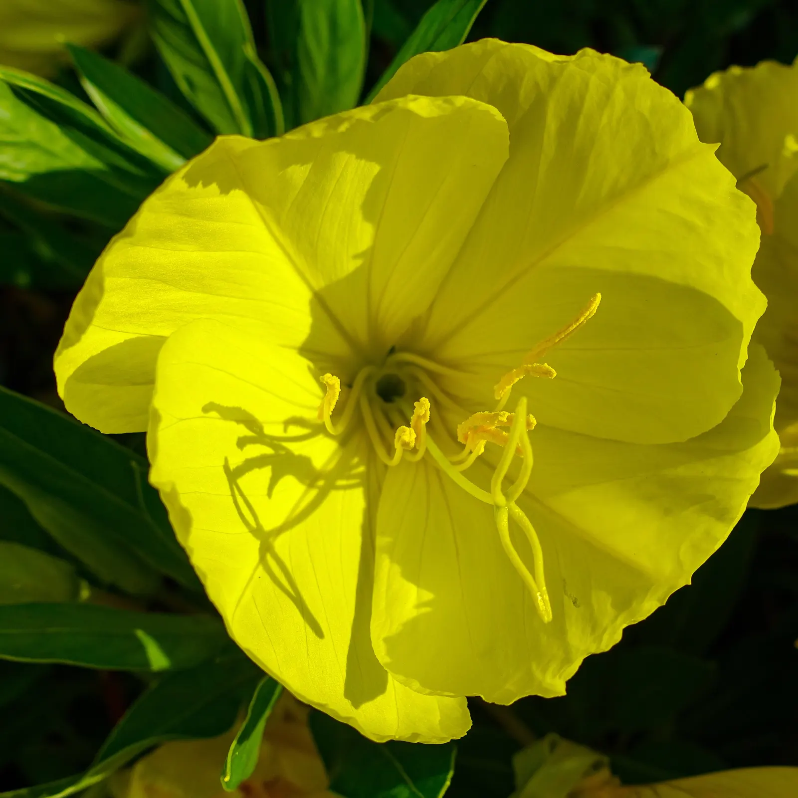 Sundrops (Oenothera Fruticosa) — Sundrops add a splash of color to borders and are excellent for naturalistic or wildflower gardens, image 32