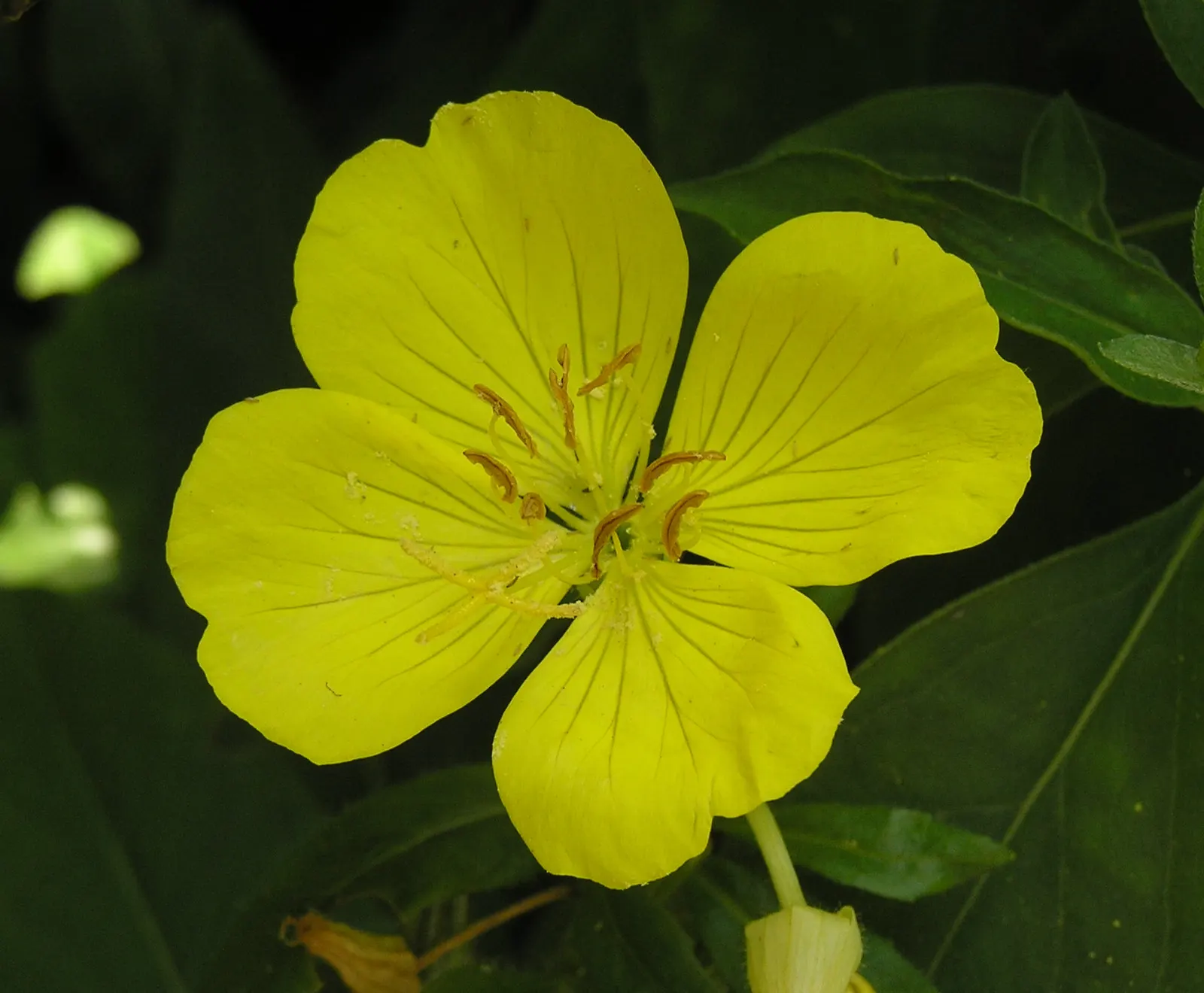 Sundrops (Oenothera Fruticosa) — <br><br>Their extended blooming period