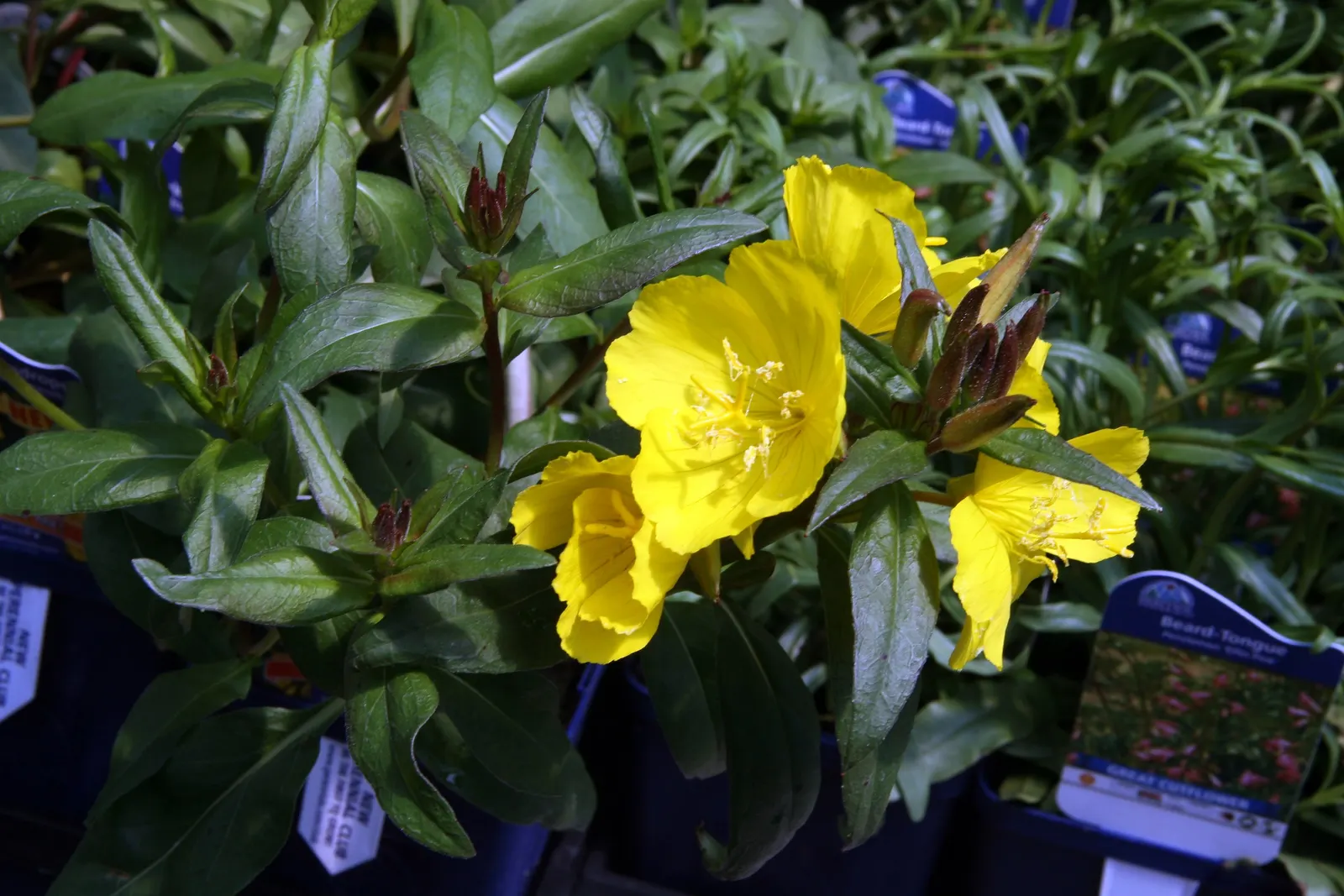 Sundrops (Oenothera Fruticosa) — adding dynamic life to your client's garden