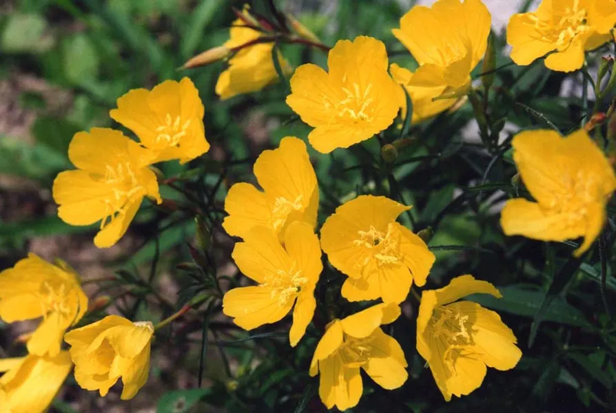 Sundrops (Oenothera Fruticosa) — feature four distinct petals and a striking