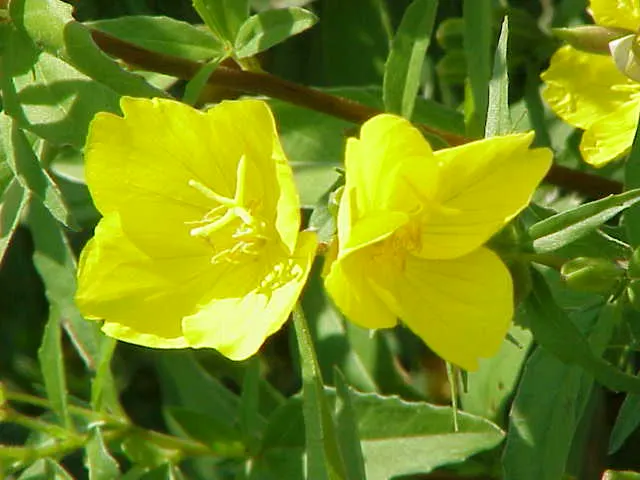 Sundrops (Oenothera Fruticosa) — their nectar-rich flowers attract pollinators such as bees and butterflies