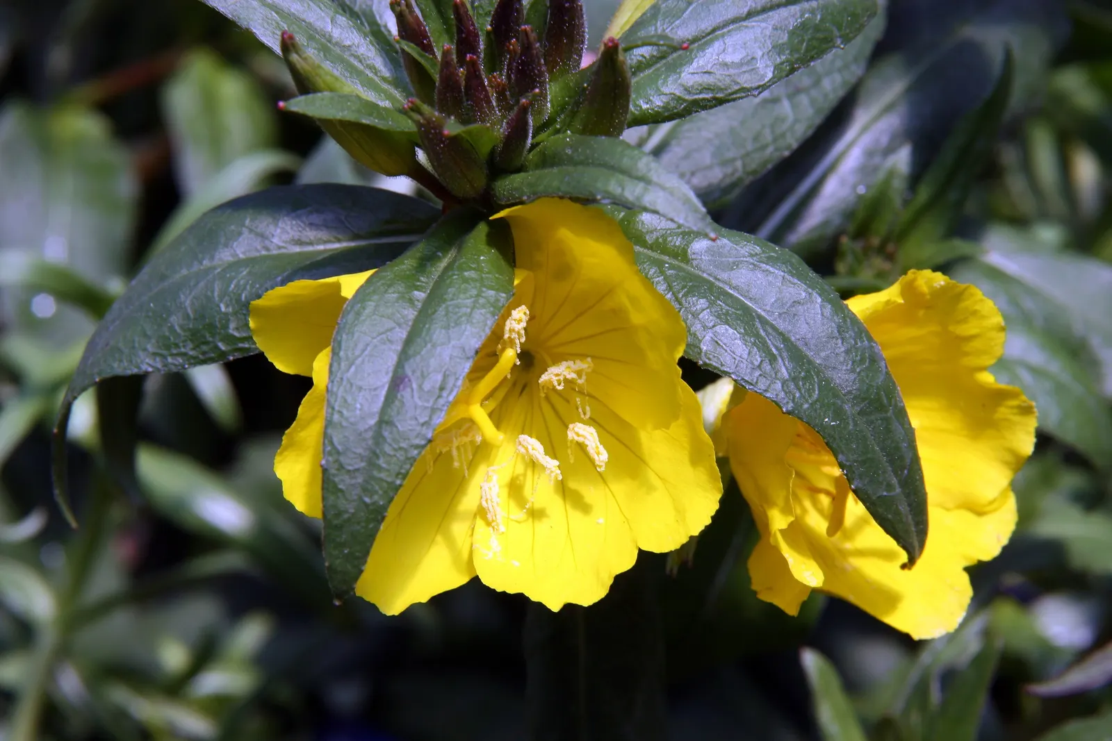 Sundrops (Oenothera Fruticosa) — yellow flowers in the garden