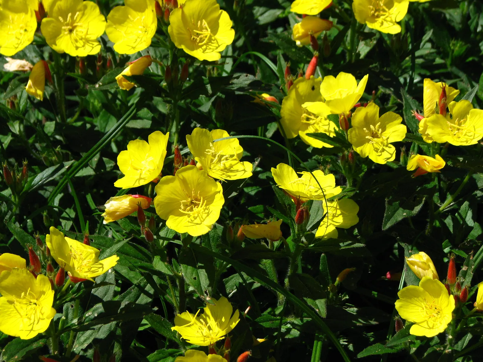 Sundrops (Oenothera Fruticosa) — is a perennial plant that brings a lively splash of color to any landscape design