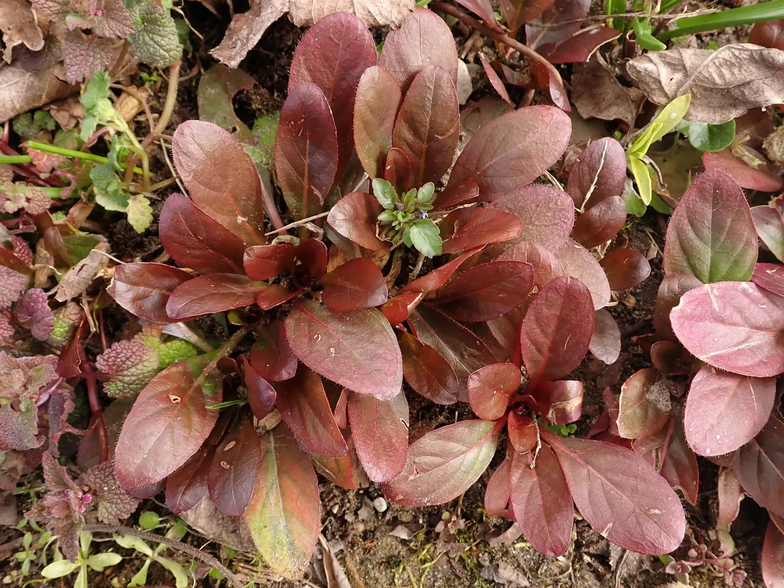 Sundrops (Oenothera Fruticosa) — which measure about 1 to 2 inches across