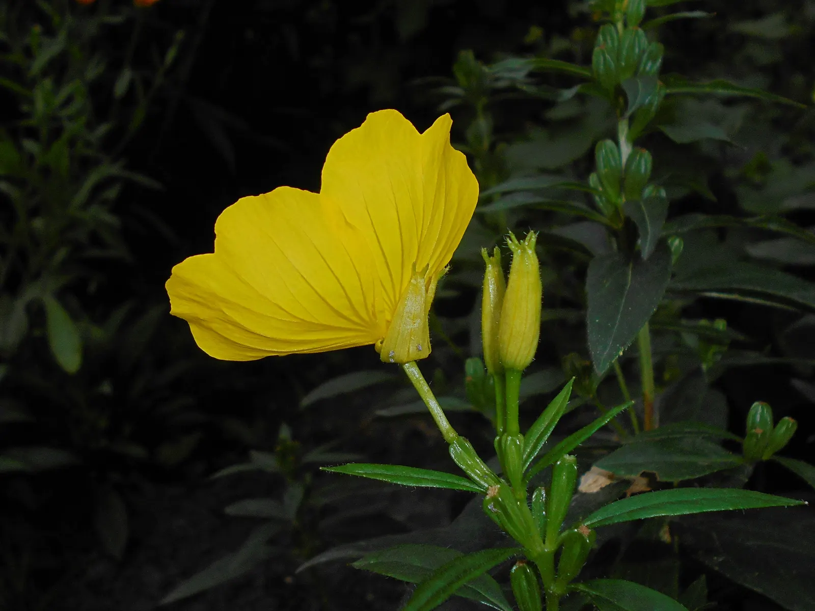 Sundrops (Oenothera Fruticosa) — arrange these hardy perennials in mass plantings or use them as colorful borders along pathways or garden beds