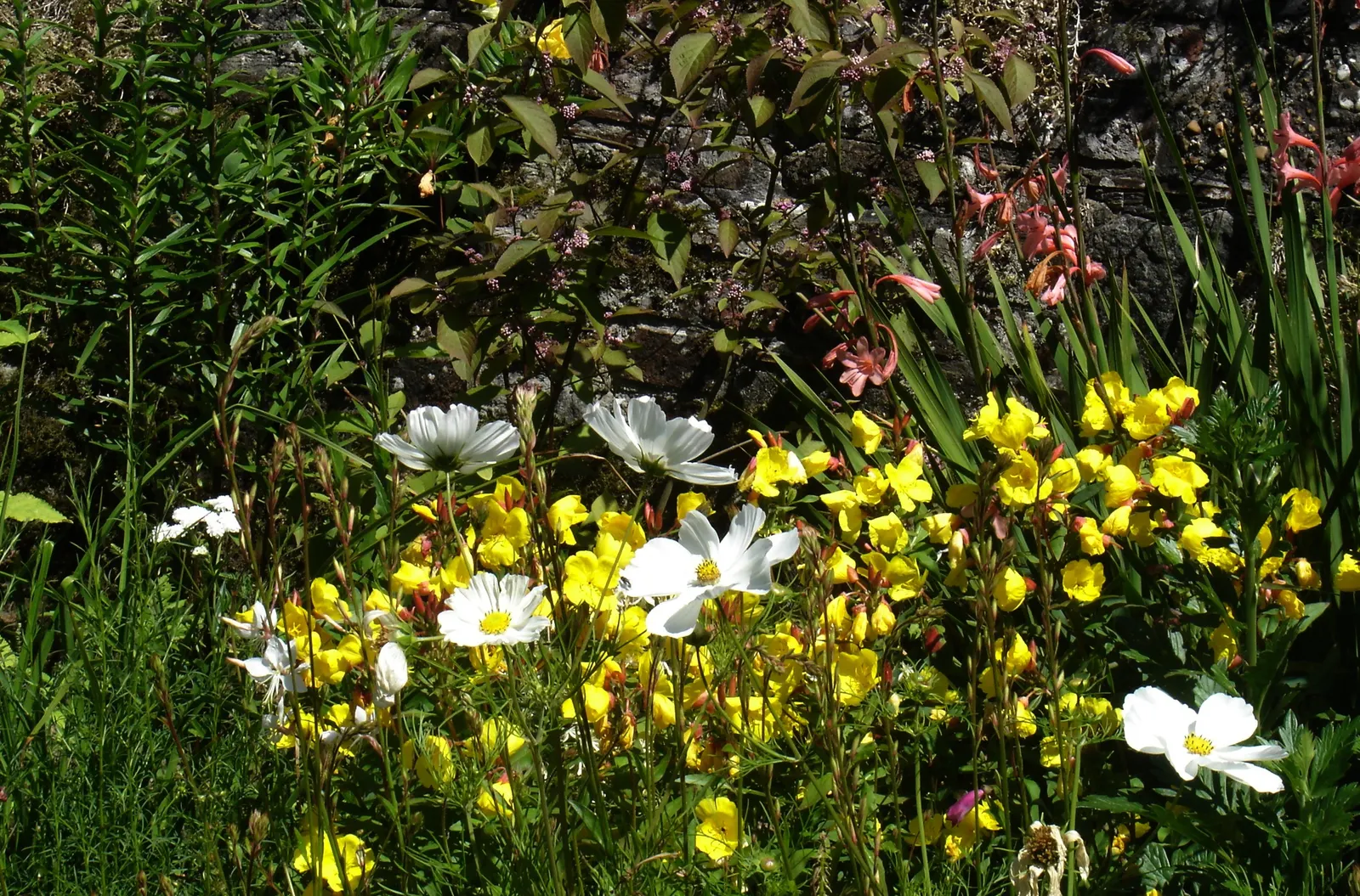 Sundrops (Oenothera Fruticosa) — feature four distinct petals and a striking, image 41