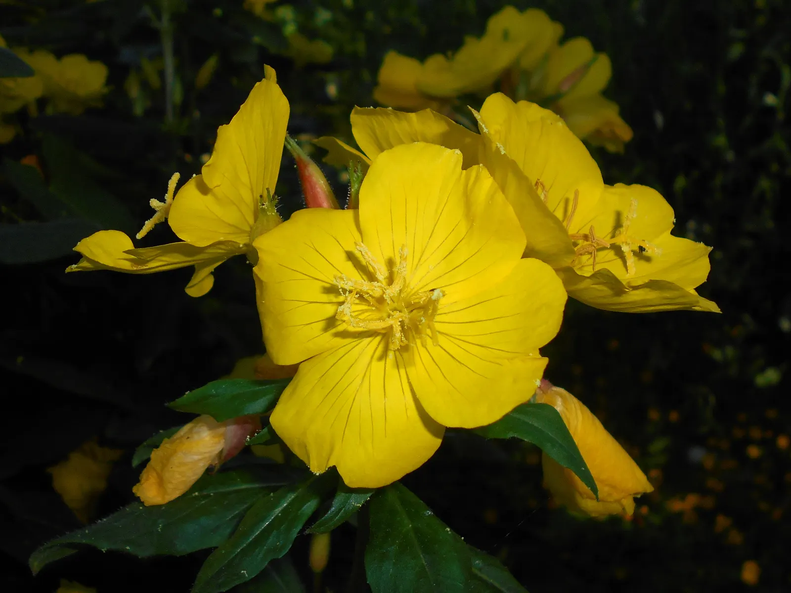 Sundrops (Oenothera Fruticosa) — which measure about 1 to 2 inches across; is a perennial plant that brings a lively splash of color to any landscape design