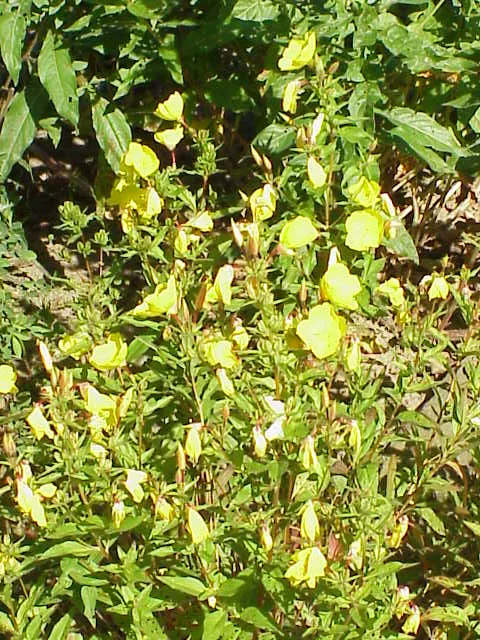 Sundrops (Oenothera Fruticosa) — Oenothera fruticosa, commonly known as Sundrops, is a perennial native to North America; preferring full sun and well-drained