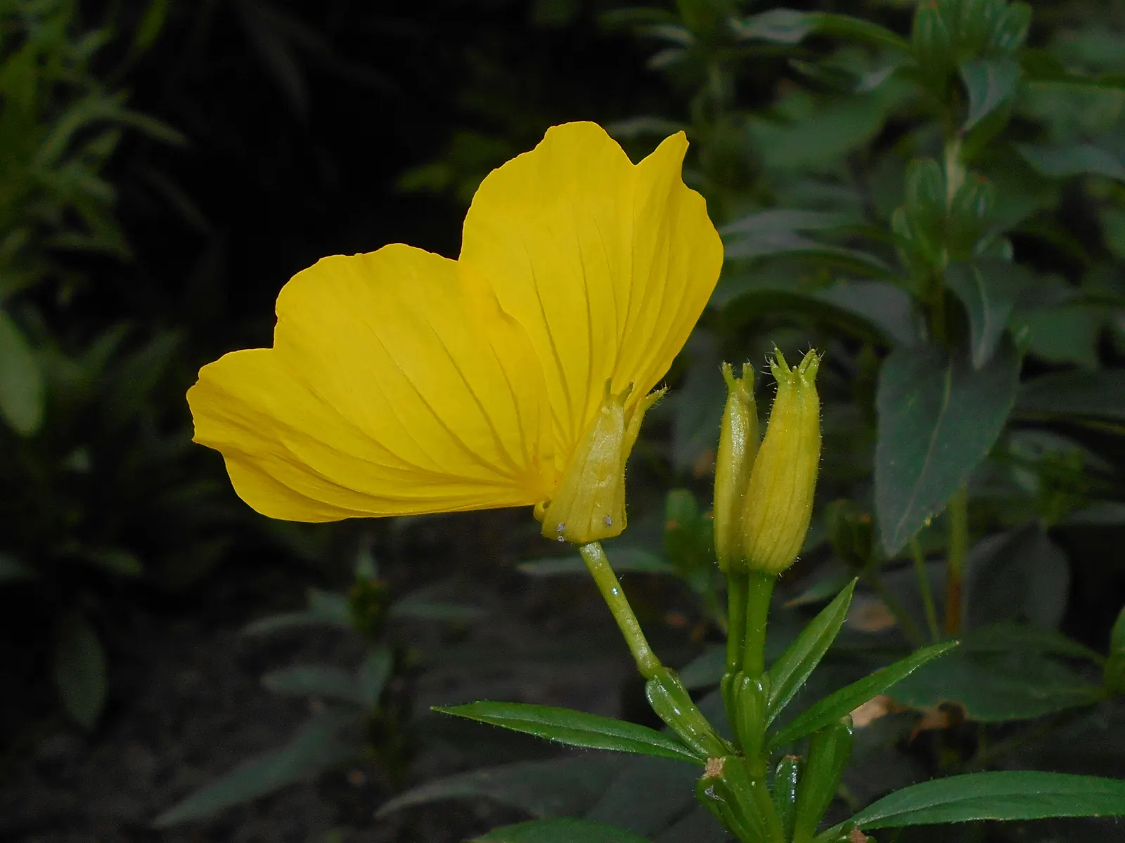 Sundrops (Oenothera Fruticosa) — Sundrops add a splash of color to borders and are excellent for naturalistic or wildflower gardens