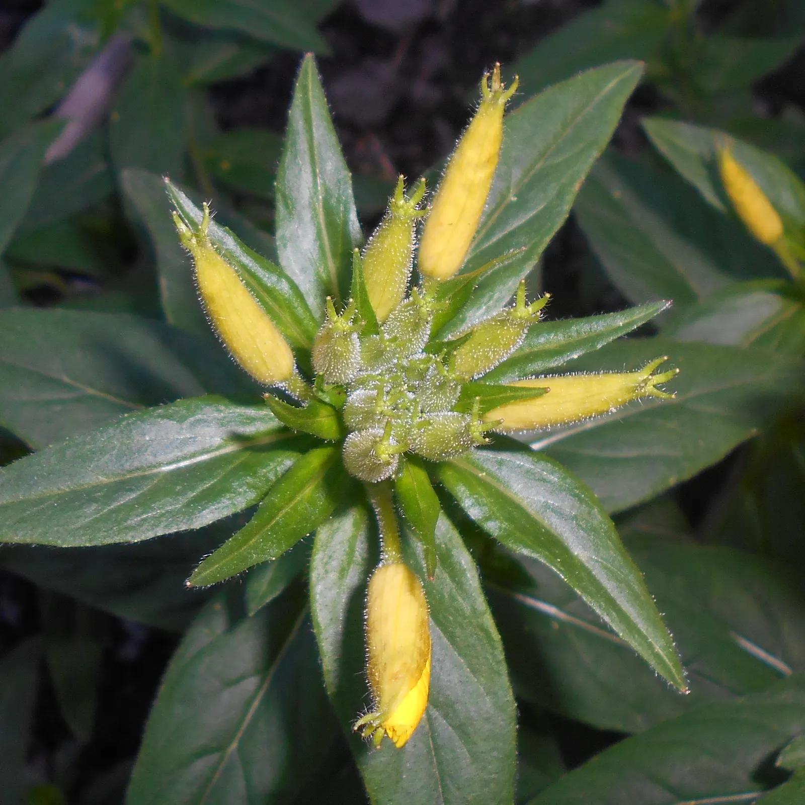 Sundrops (Oenothera Fruticosa) — Sundrops are well-adapted to a wide range of climates
