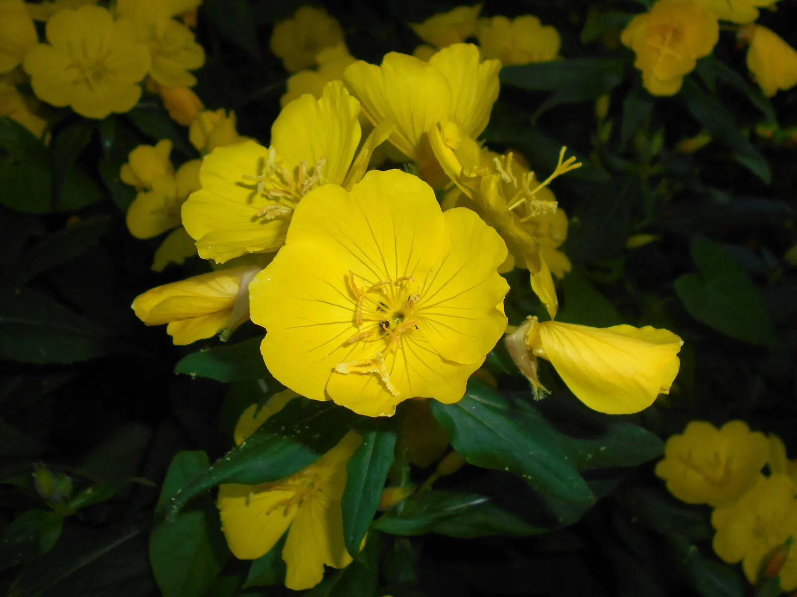 Sundrops (Oenothera Fruticosa) — which spans early summer to early fall