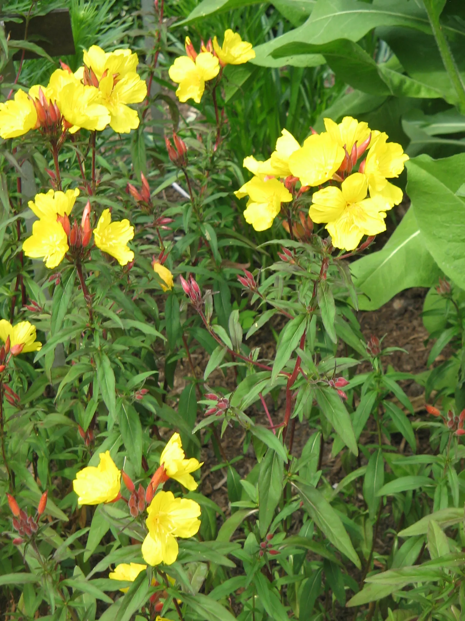 Sundrops (Oenothera Fruticosa) — For optimal impact in a landscape design