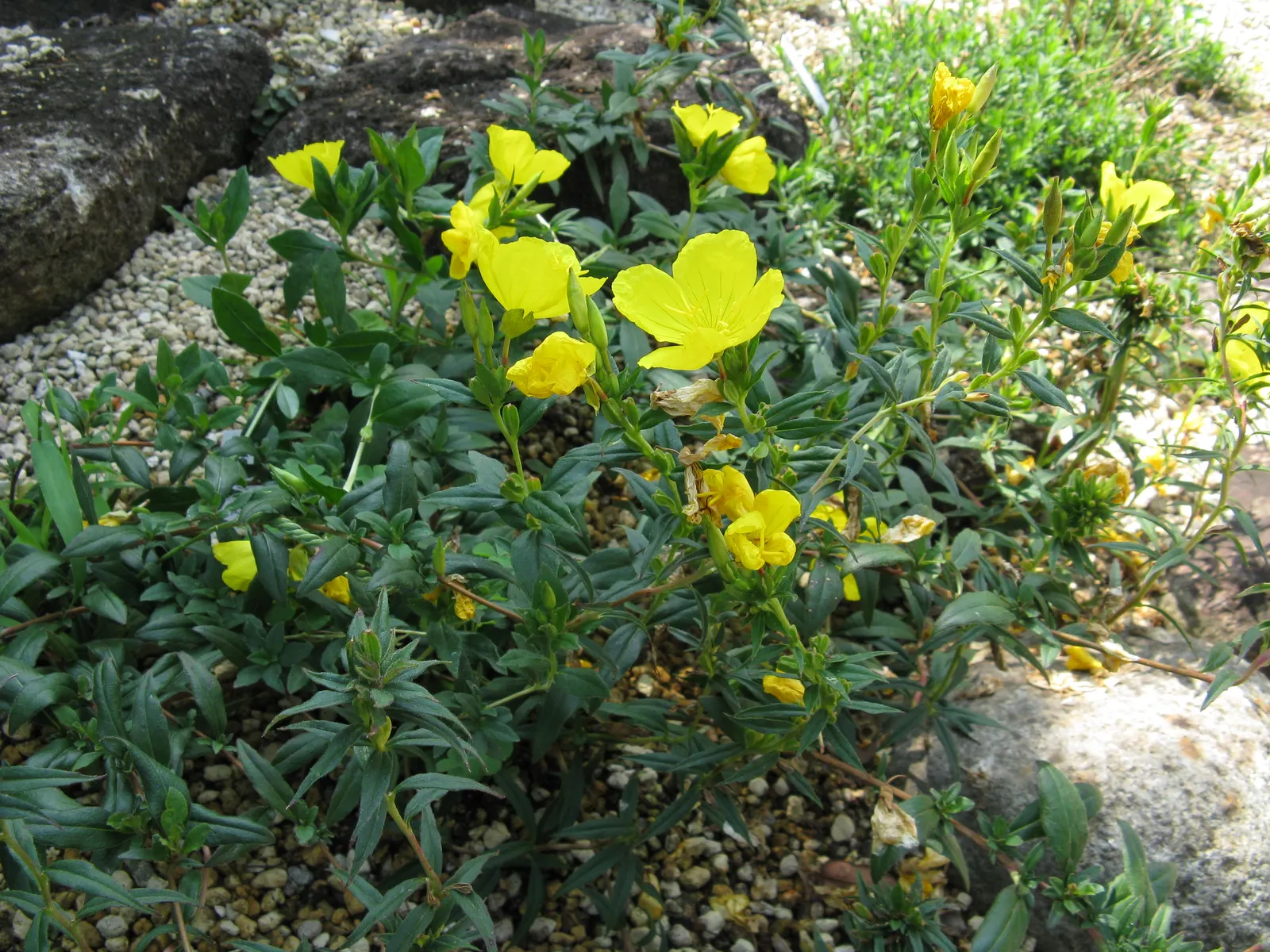 Sundrops (Oenothera Fruticosa) — commonly referred to as Sundrops; which offer a verdant backdrop for the vibrant yellow blossoms