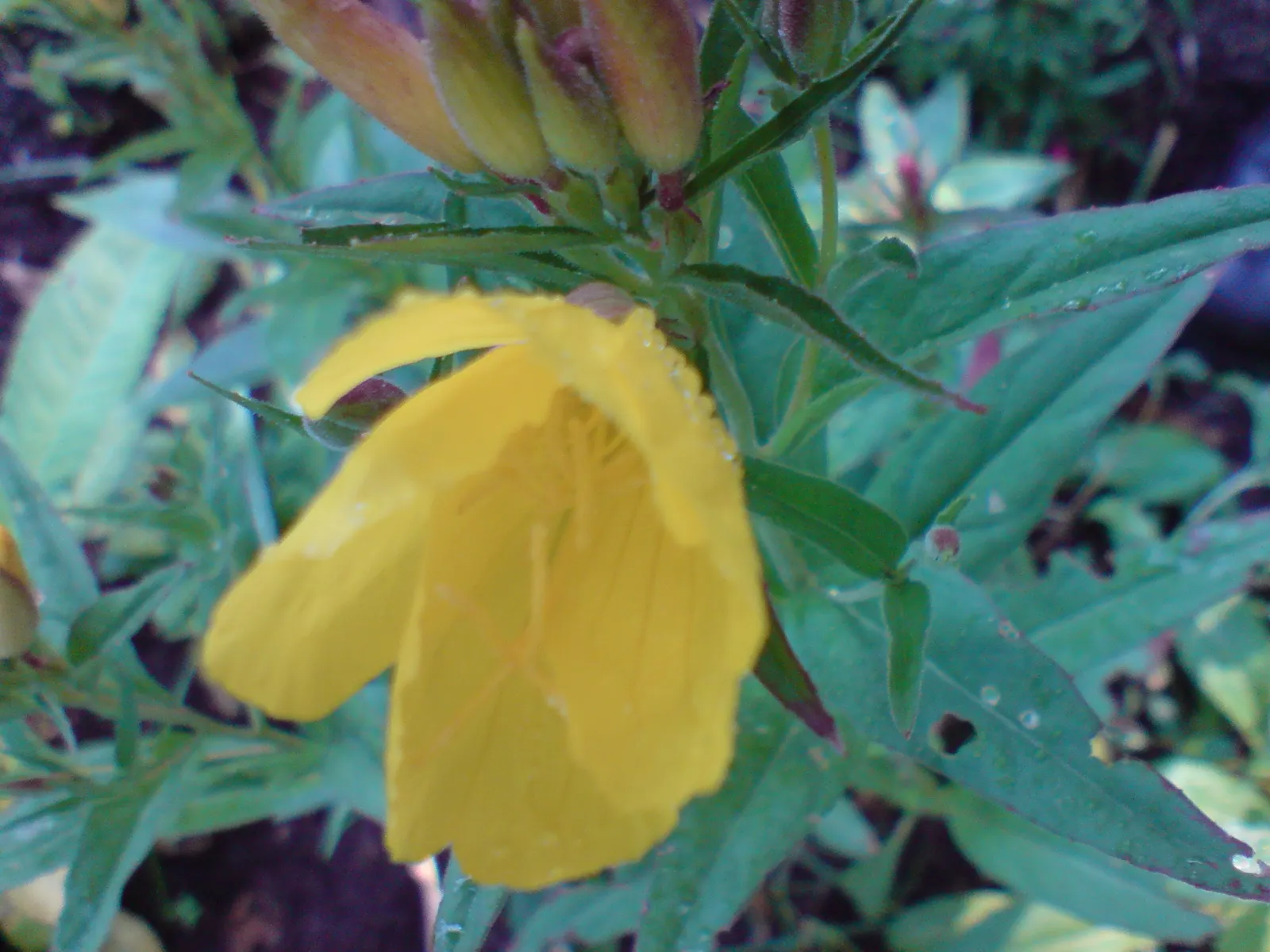 Sundrops (Oenothera Fruticosa) — commonly referred to as Sundrops