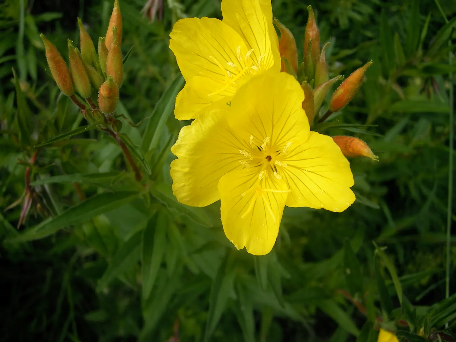 Sundrops (Oenothera Fruticosa) — They are resistant to most pests and diseases, although they can occasionally fall prey to rust or leaf spot