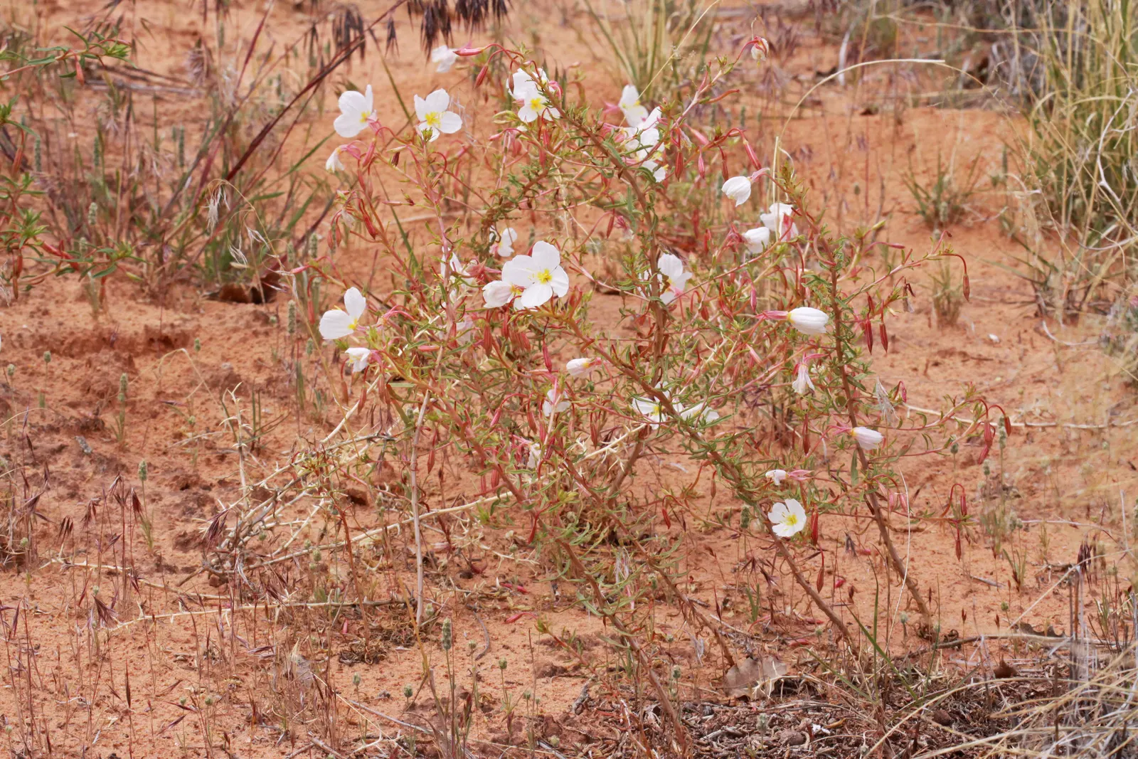 Sundrops (Oenothera Fruticosa) — is a perennial plant that brings a lively splash of color to any landscape design; which spans early summer to early fall