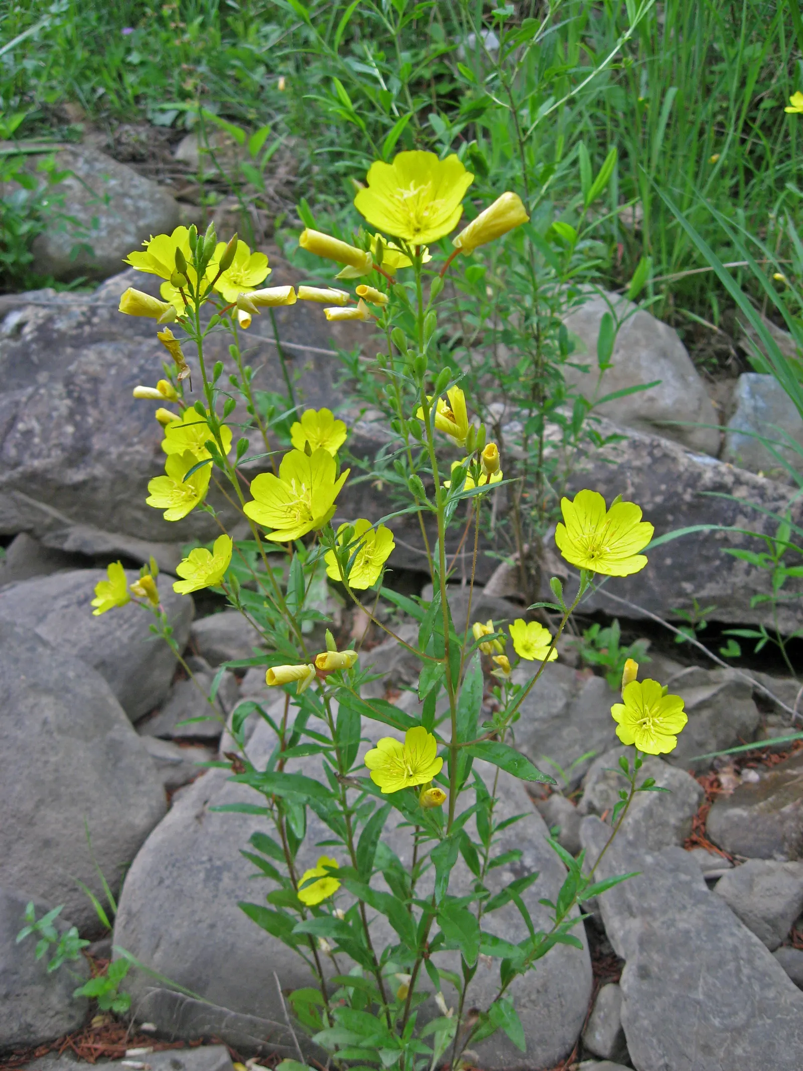 Sundrops (Oenothera Fruticosa) — Its bushy silhouette comprises lance-shaped; provides long-lasting visual interest