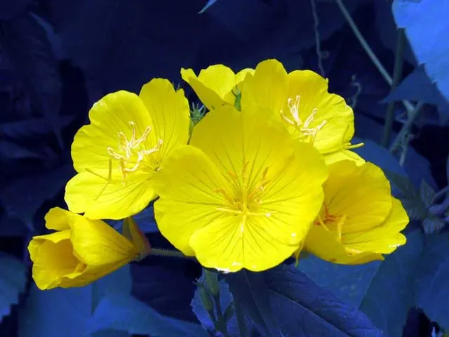 Sundrops (Oenothera Fruticosa) — Thriving in USDA hardiness zones 4 through 8