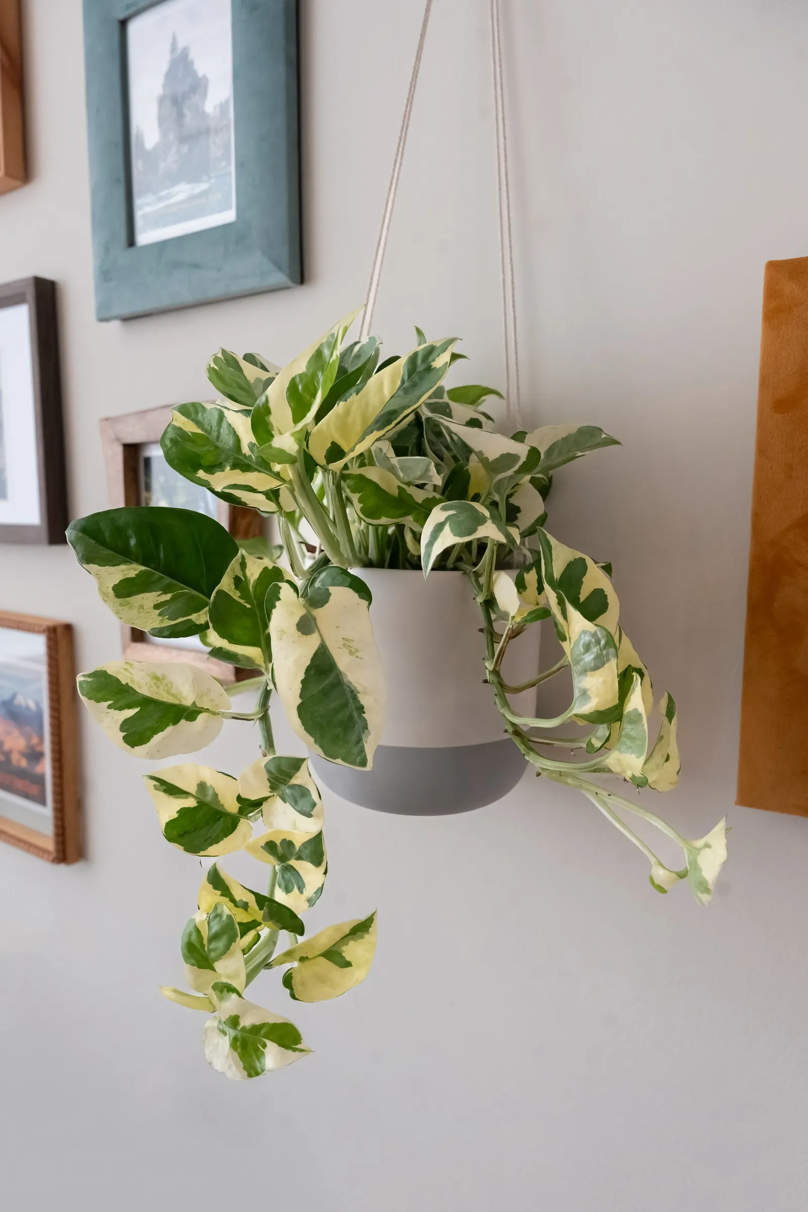 'Njoy' Pothos (Epipremnum aureum) — Grow in low to bright indirect light