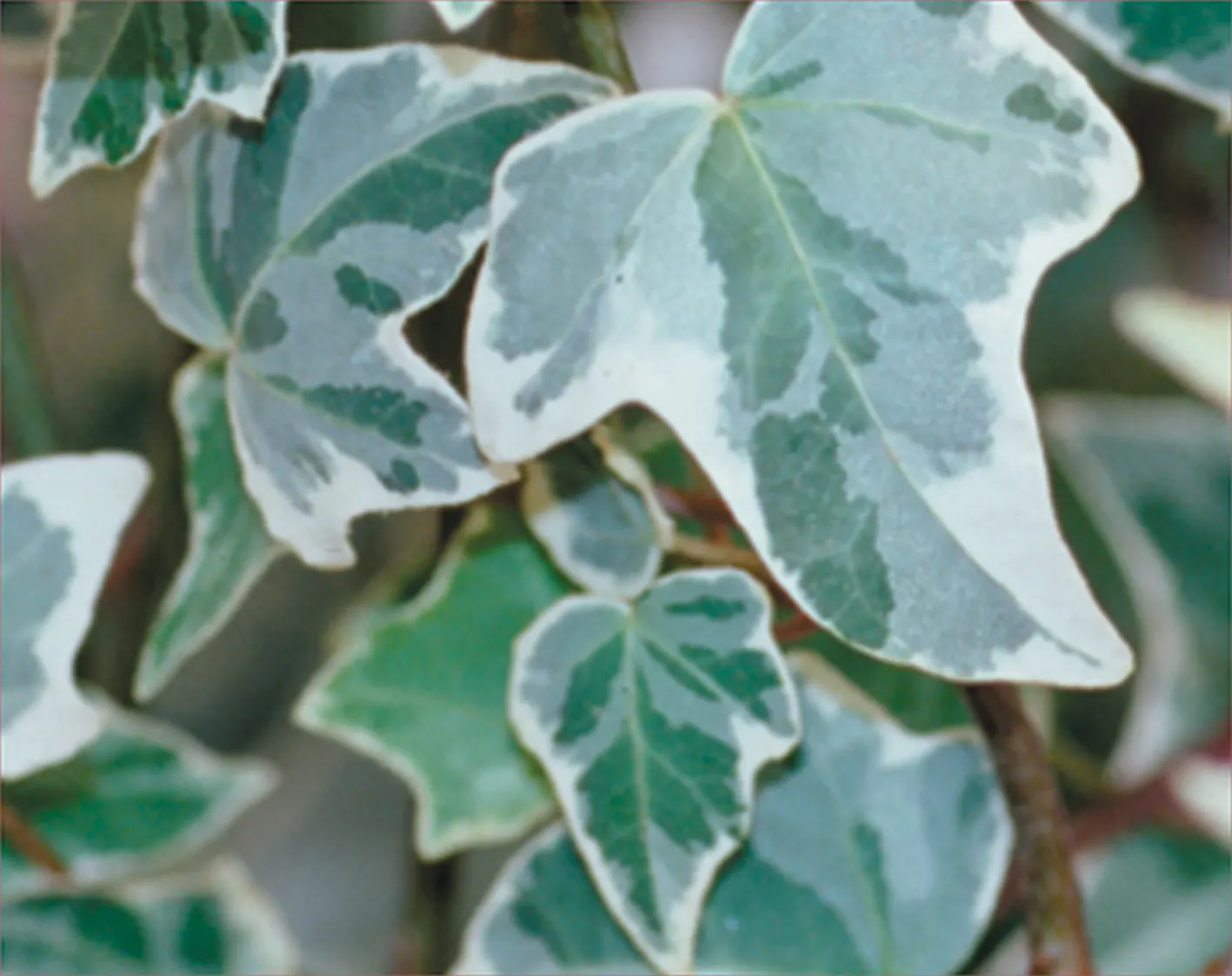 Glacier Ivy (Hedera helix) — This is means that the plants are generally identified as having the capability for producing a toxic reaction; proven, image 16