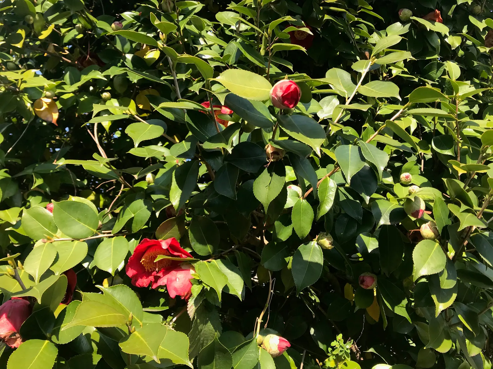 Japanese Camellia (Camellia Japonica) — with some varieties boasting variegated or streaked petals; providing a visual feast from late winter, image 105