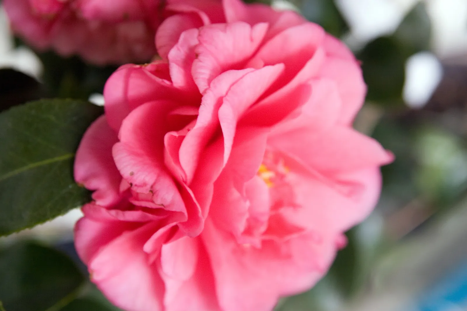 Japanese Camellia (Camellia Japonica) — shrub for half or shade; and minimal pruning to shape the plant or remove dead and damaged wood are, image 72