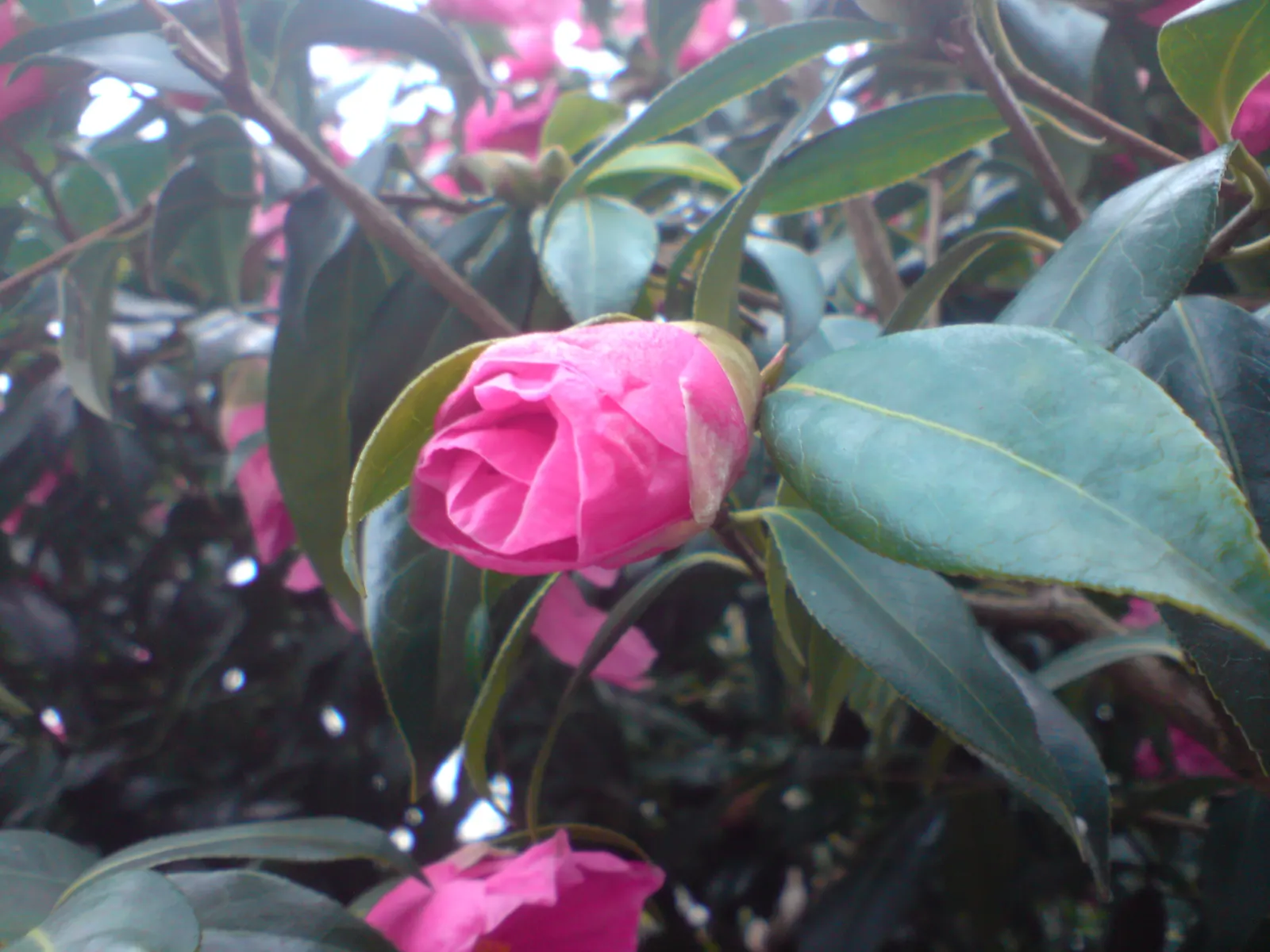 Japanese Camellia (Camellia Japonica) — Ideal for formal landscapes and woodland gardens, it offers year-round interest and is hardy to USDA Zone, image 125