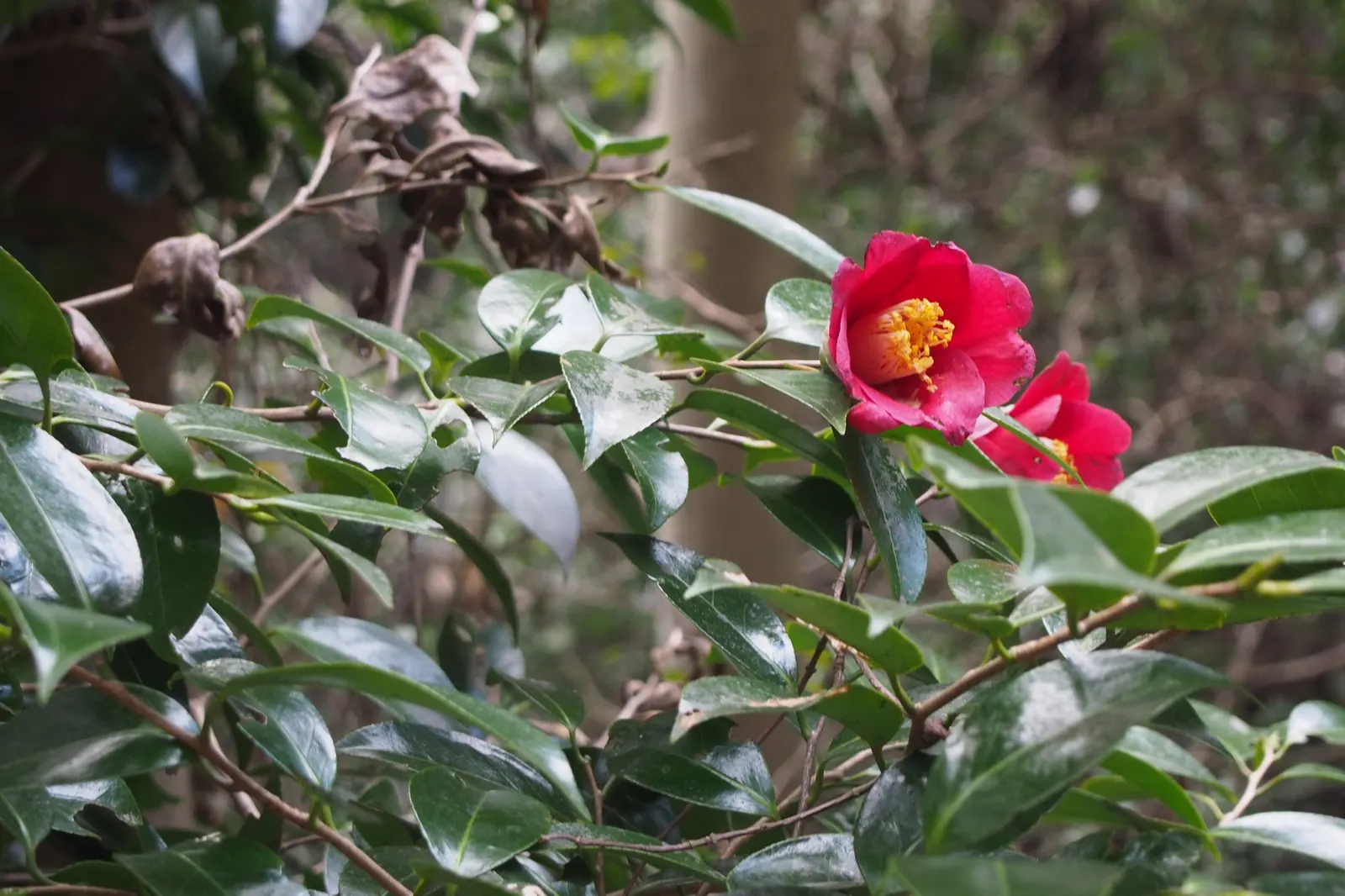 Japanese Camellia (Camellia Japonica) — <br><br>Ideally suited for USDA hardiness zones 7 through 9; they reach a mature height and width of about, image 133