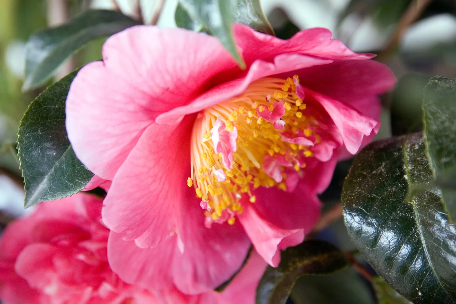 Japanese Camellia (Camellia Japonica) — although some cultivars can attain a height of up to 20 feet under optimal conditions; avoidance of, image 65