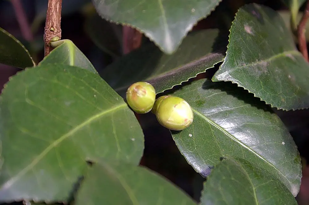 Japanese Camellia (Camellia Japonica) — The blooms are large and conspicuous; regular watering during dry periods