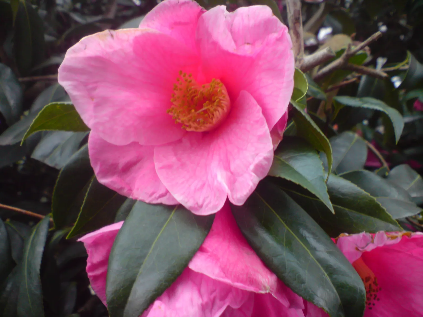Japanese Camellia (Camellia Japonica) — avoidance of overhead irrigation to prevent petal blight