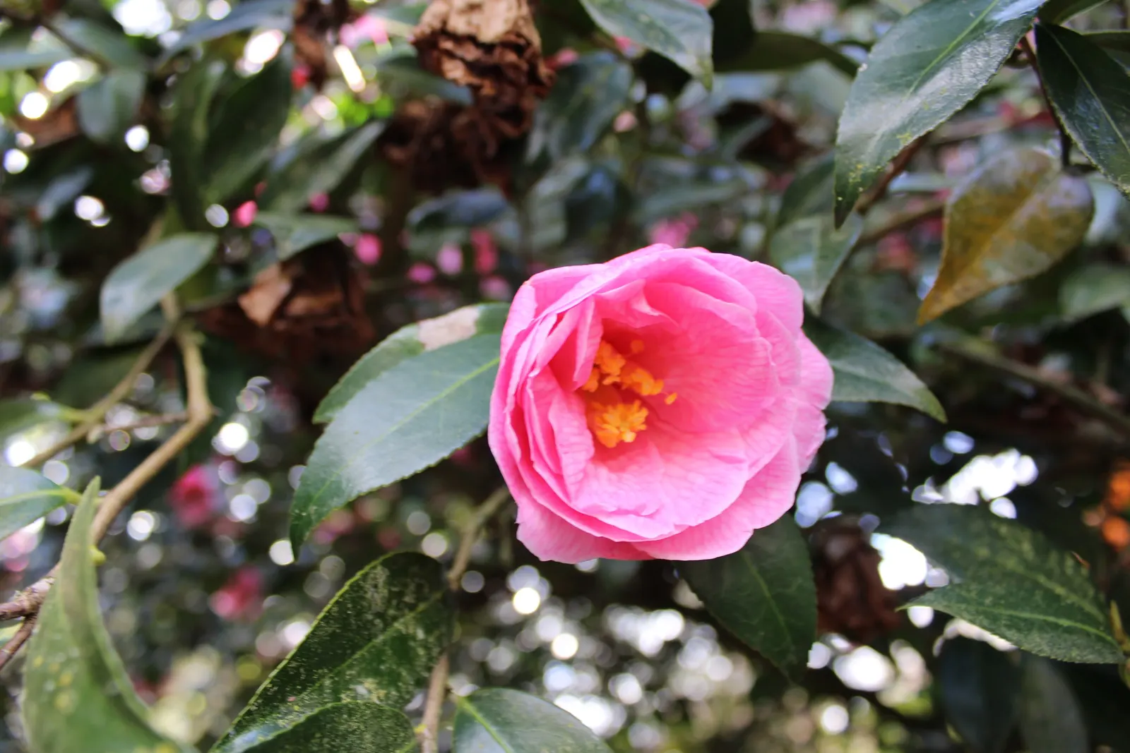 Japanese Camellia (Camellia Japonica) — Camellia japonica, or Japanese Camellia, is an evergreen shrub boasting glossy, dark green leaves, image 121