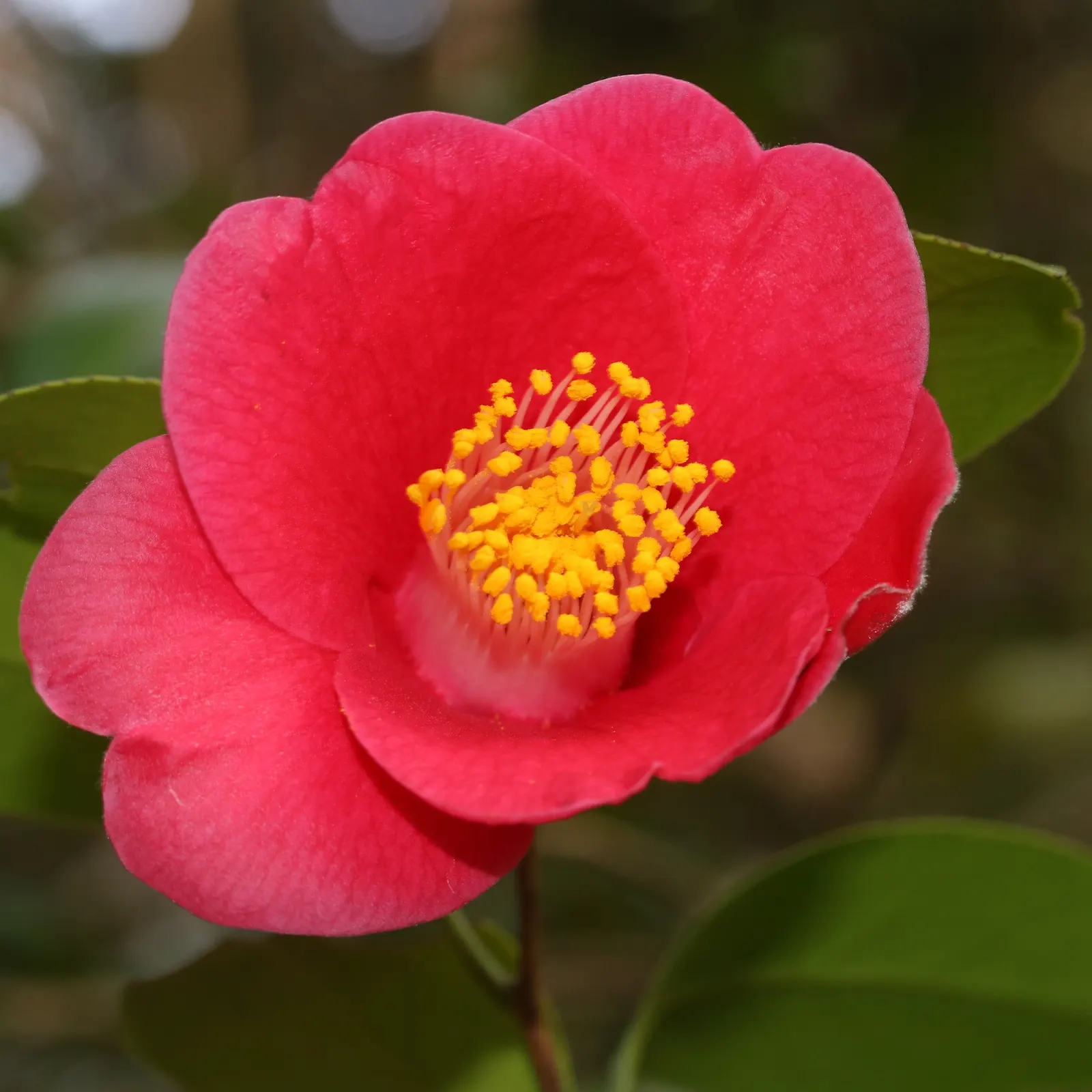 Japanese Camellia (Camellia Japonica) — with some varieties boasting variegated or streaked petals; providing a visual feast from late winter, image 81