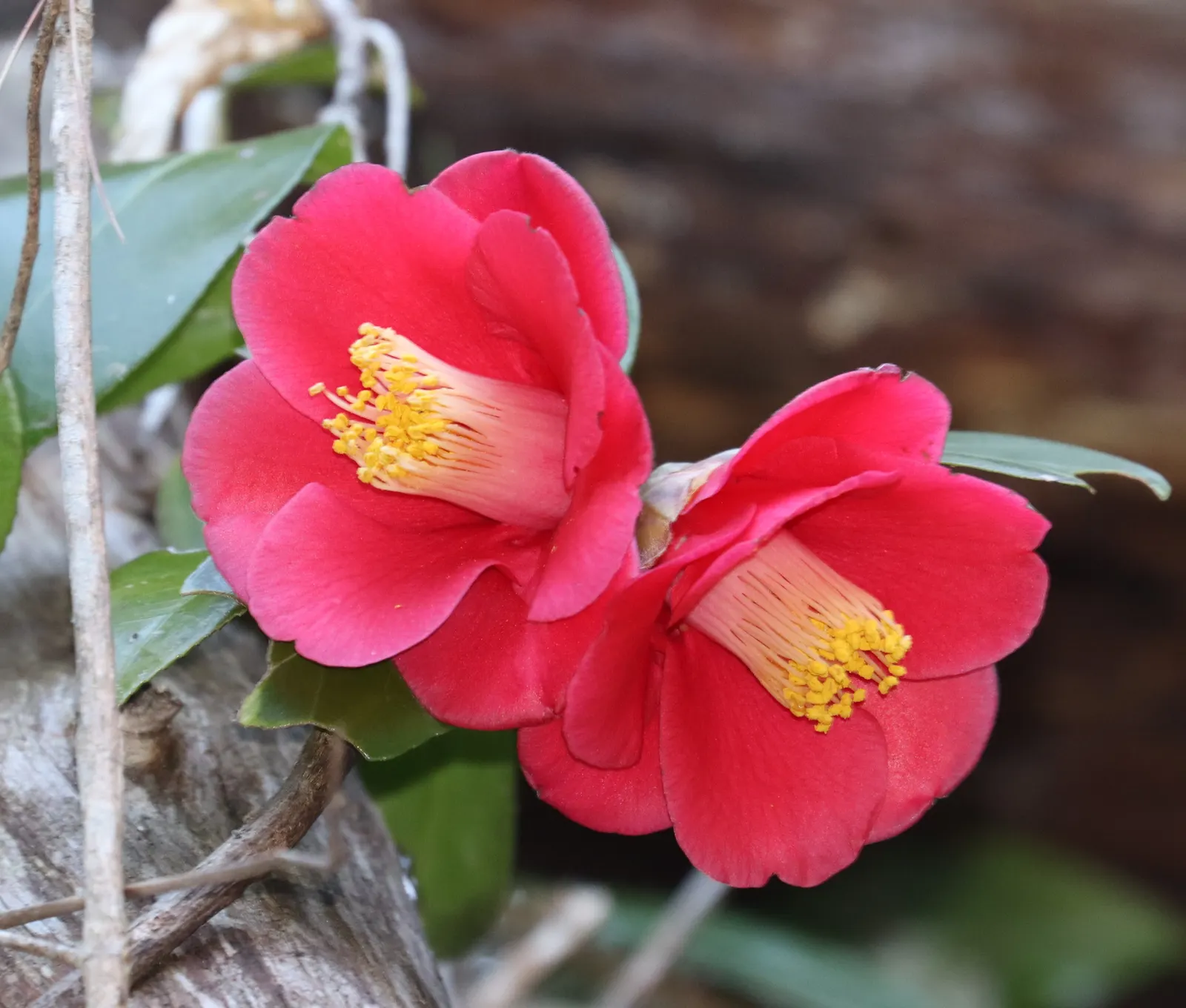 Japanese Camellia (Camellia Japonica) — <br><br>For the client to ensure the health and beauty of their Camellia japonica