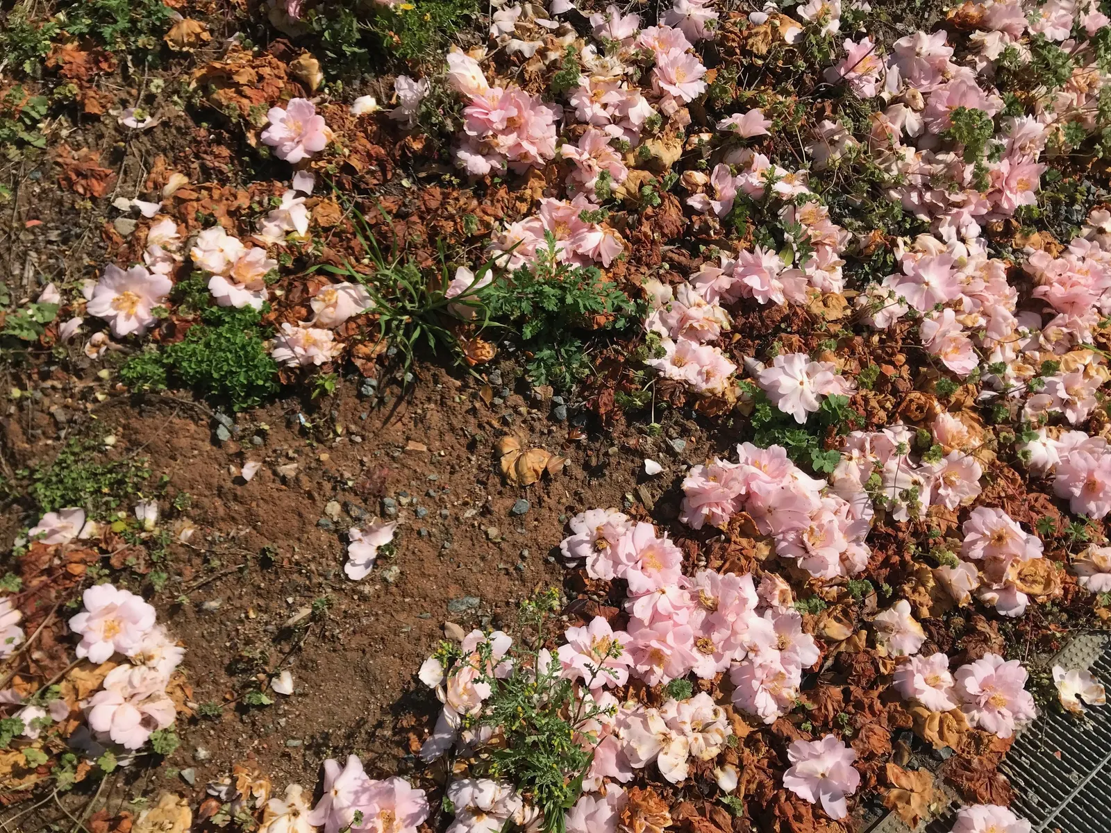 Japanese Camellia (Camellia Japonica) — Ideal for formal landscapes and woodland gardens, it offers year-round interest and is hardy to USDA Zone 7