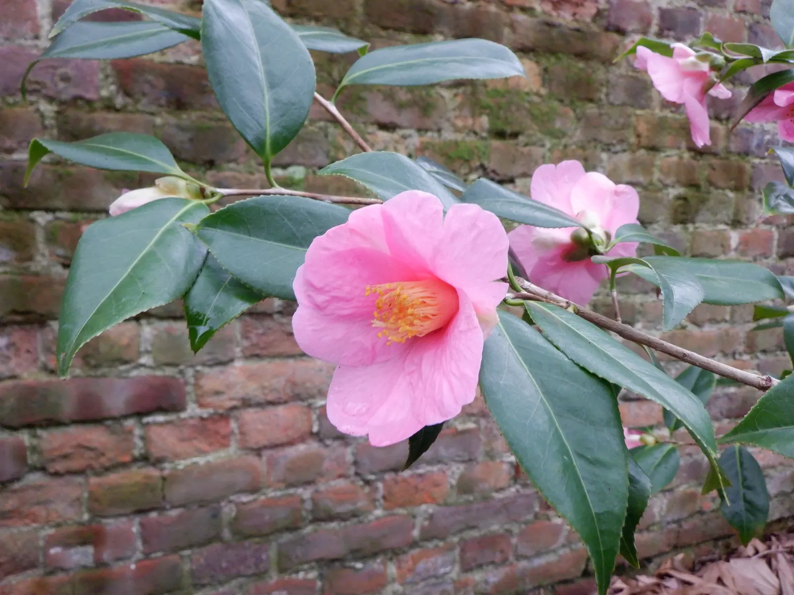 Japanese Camellia (Camellia Japonica) — avoidance of overhead irrigation to prevent petal blight; although some cultivars can attain a height of up to 20 feet