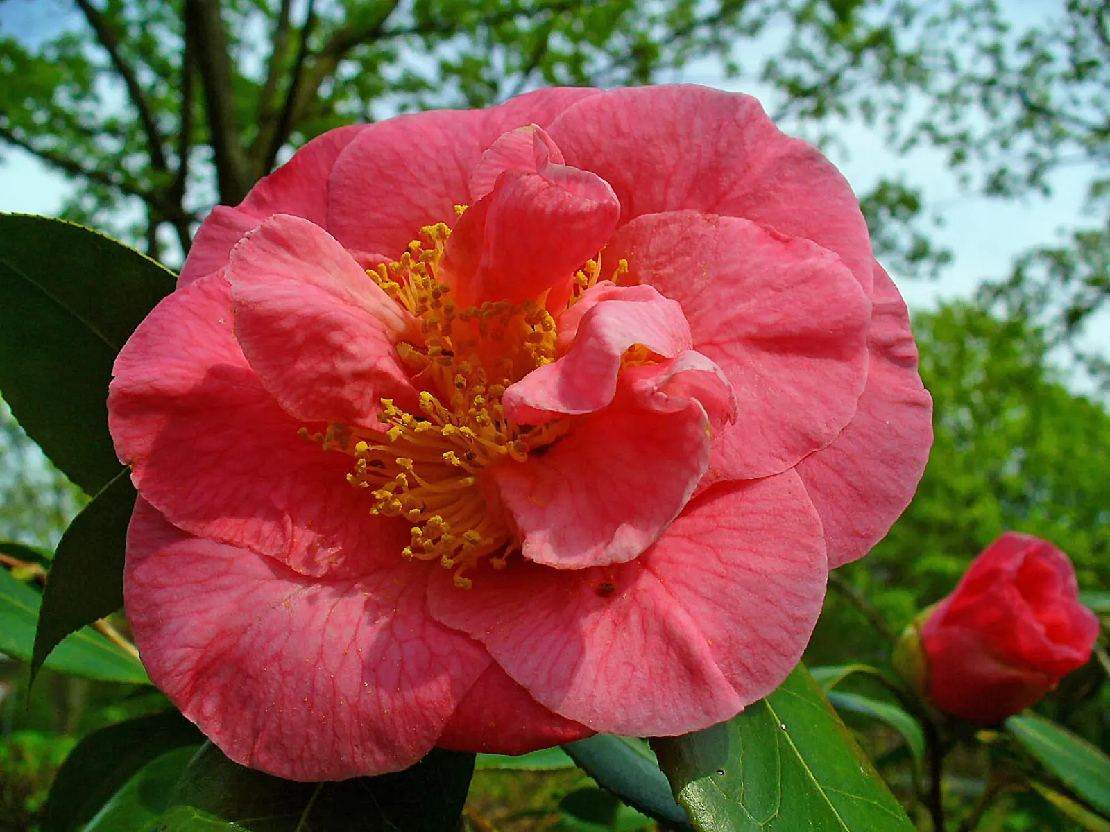 Japanese Camellia (Camellia Japonica) — The blooms are large and conspicuous