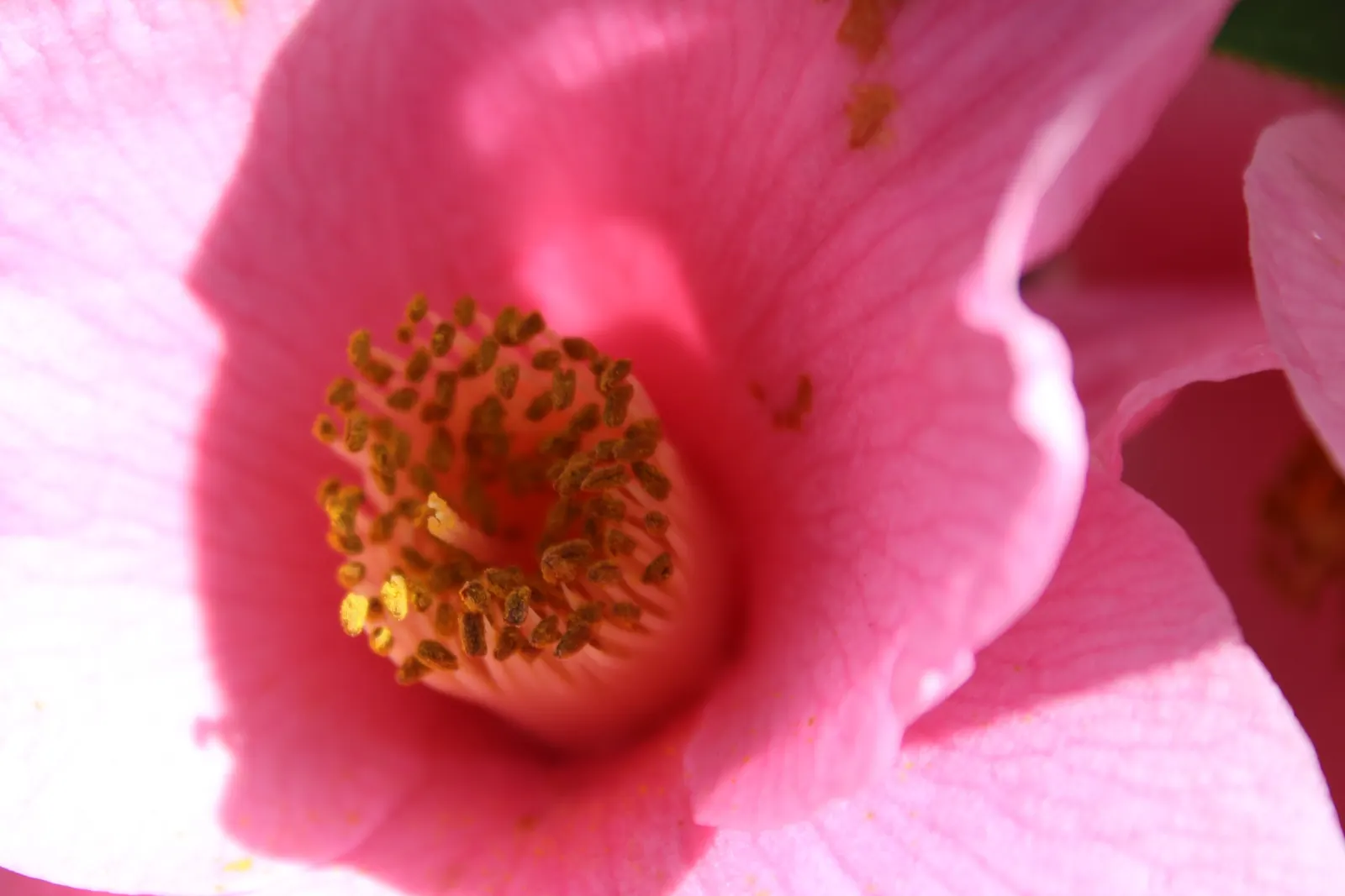 Japanese Camellia (Camellia Japonica) — <br><br>Ideally suited for USDA hardiness zones 7 through 9; they reach a mature height and width of about, image 85