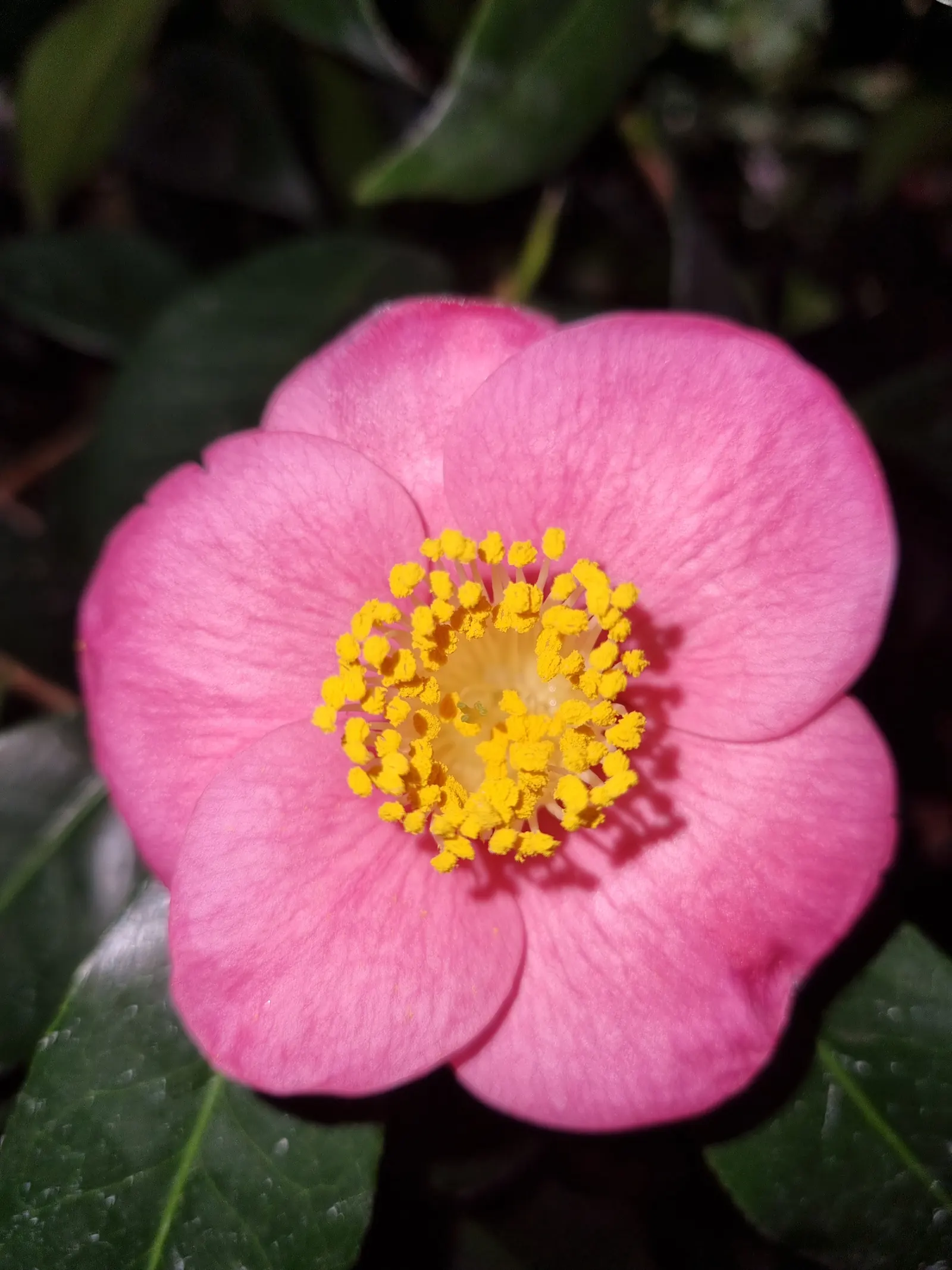 Japanese Camellia (Camellia Japonica) — averaging 3 to 5 inches in diameter; renowned for its showy winter to spring blooms, image 59