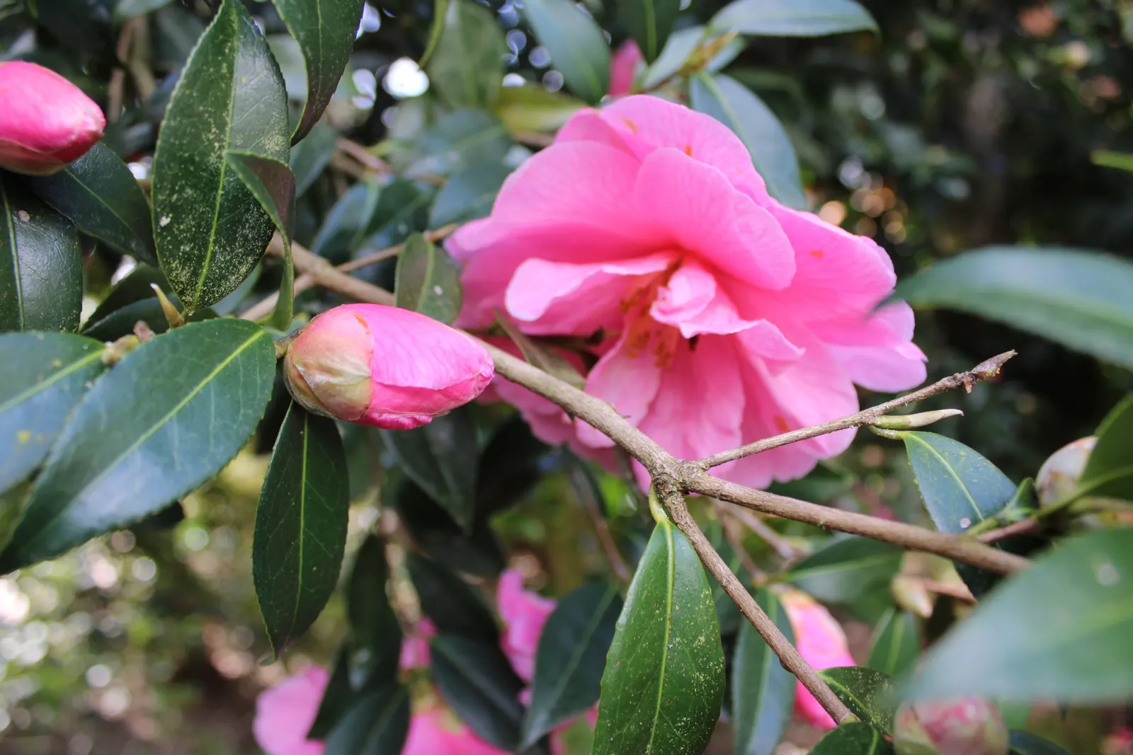 Japanese Camellia (Camellia Japonica) — provide a lush backdrop for the flowers; multi-colored and pink and white flowers in the garden, image 103