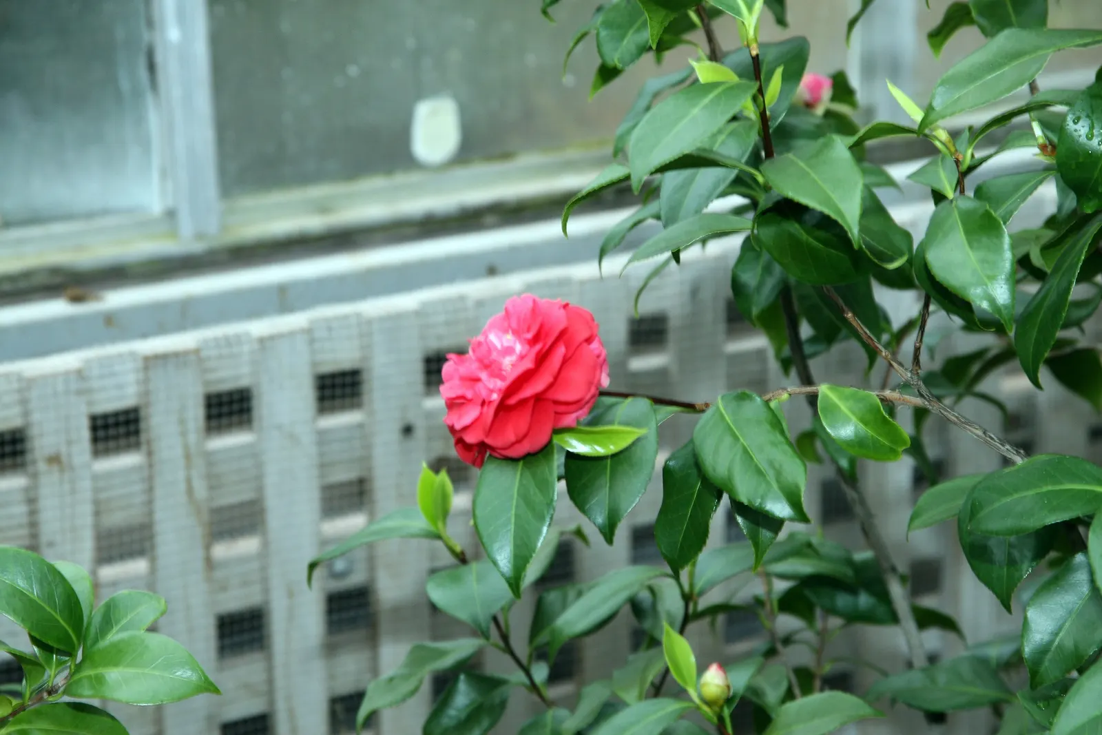 Japanese Camellia (Camellia Japonica) — which range in color from pure white to deep red; ideal for formal landscapes and woodland gardens, it, image 80