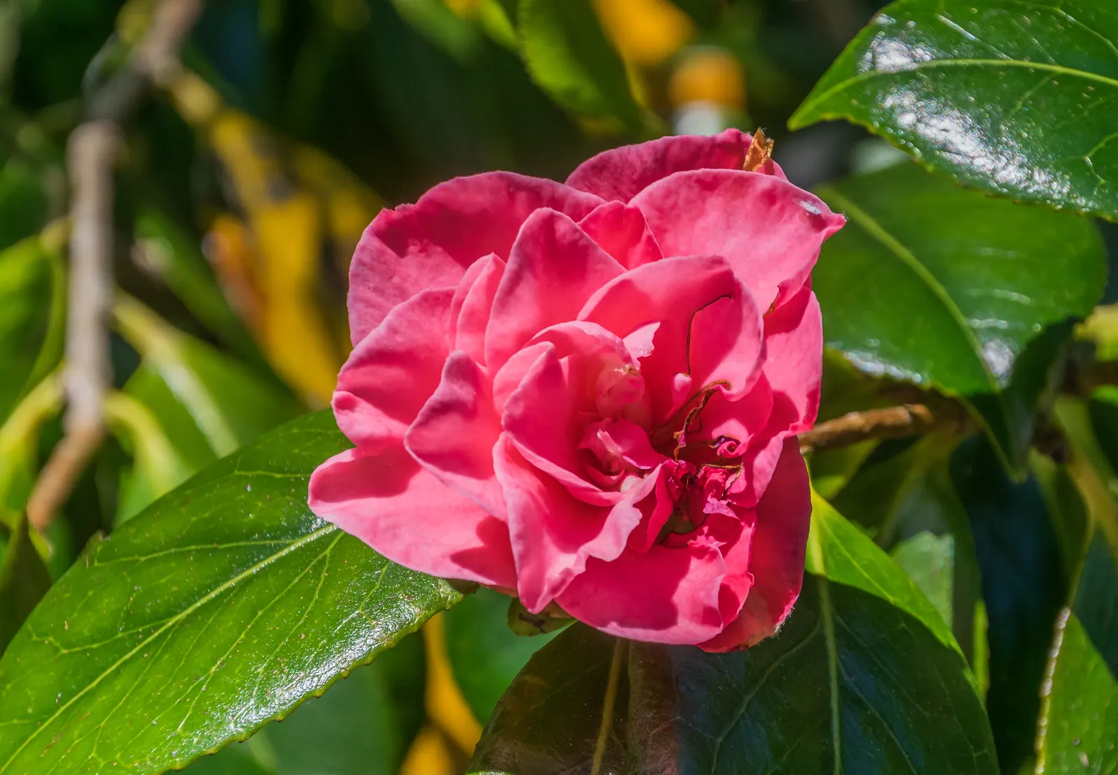 Japanese Camellia (Camellia Japonica) — Ideal for formal landscapes and woodland gardens, it offers year-round interest and is hardy to USDA Zone, image 53