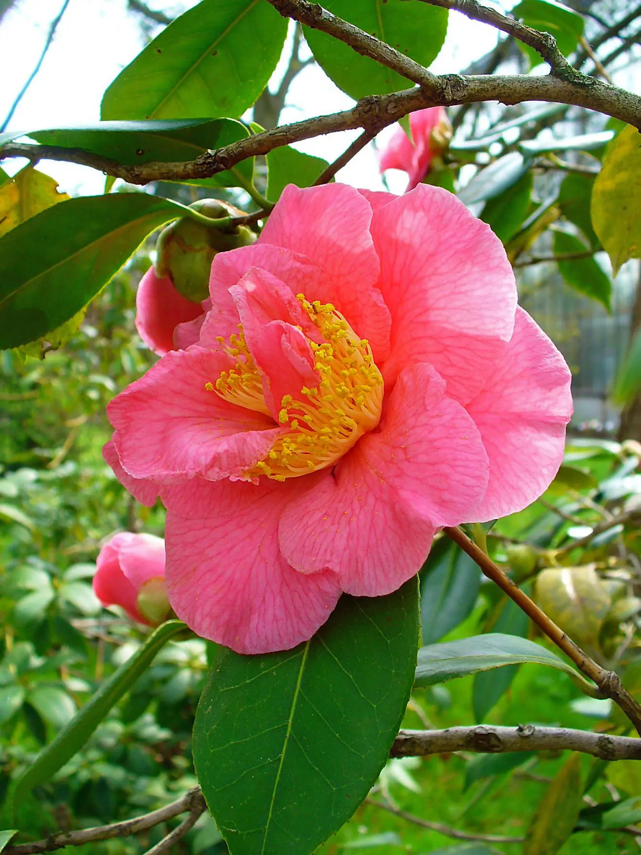 Japanese Camellia (Camellia Japonica) — typically about 2 to 4 inches long; where they can receive partial to full shade